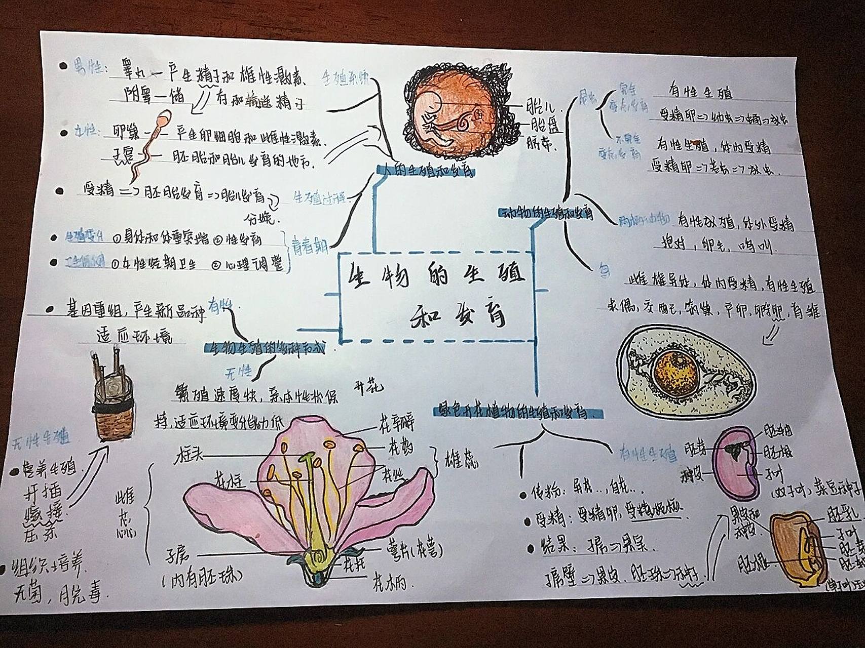 初中《生物的生殖和发育》思维导图98