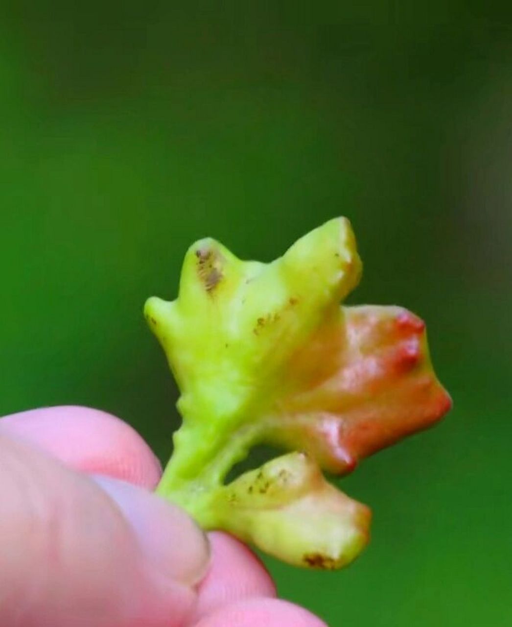 五倍子 wǔ bèi zǐ(别名:五倍) 《雷公炮制药性解》李中梓 味苦,酸,