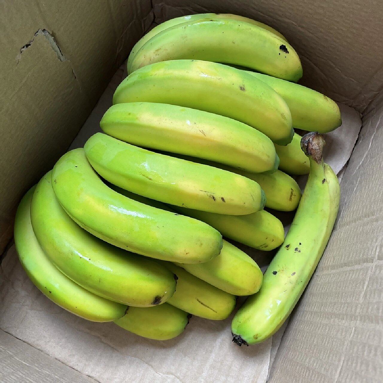 绿皮香蕉 | 能看也能吃的绿色香蕉94 94 你吃过绿皮香蕉吗?