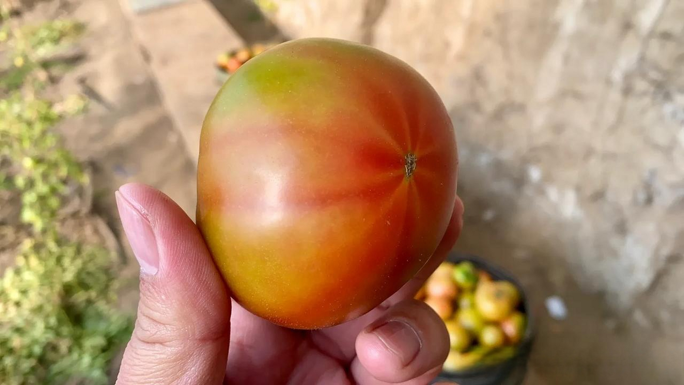 这种水果西红柿-学名纪香嘎啦果,真是西红柿味儿十足,尤其是头茬柿子