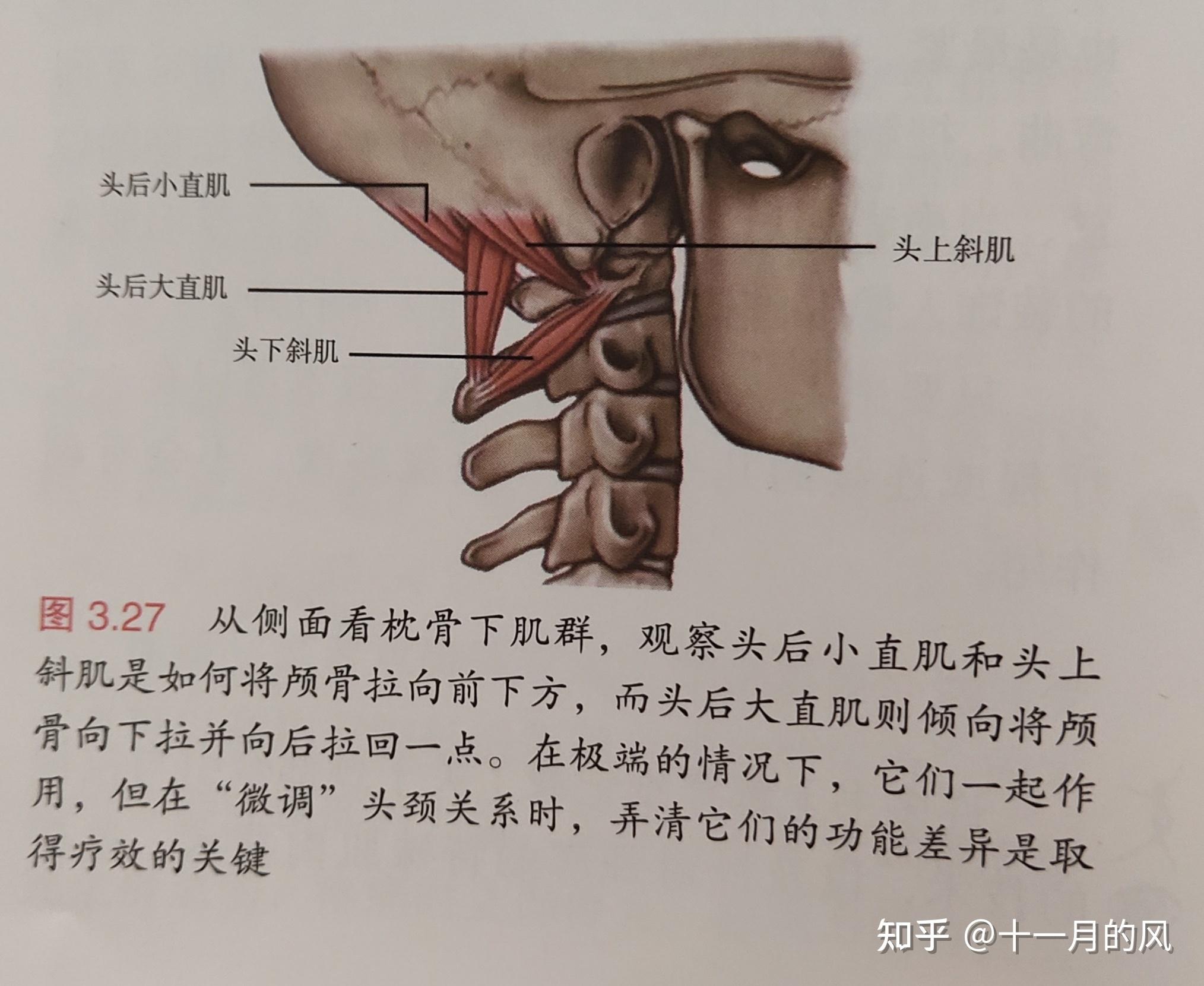 头后大直肌疼痛图片