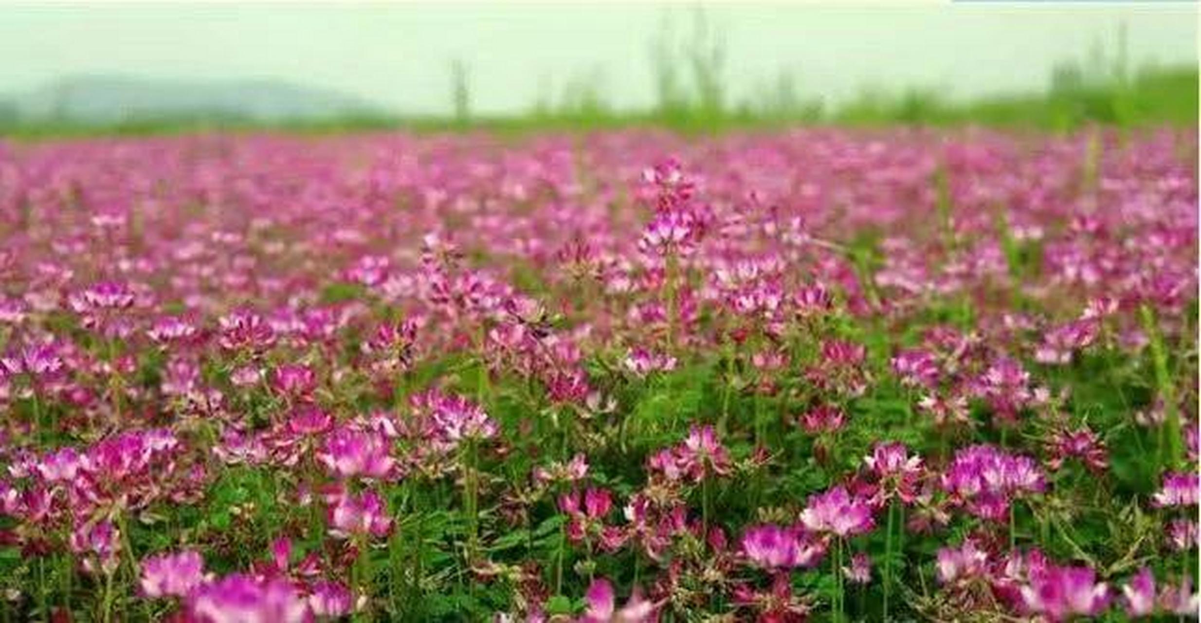 草籽花之歌  草籽花,一个充满泥土气的名字; 紫云英,一个富有诗意的