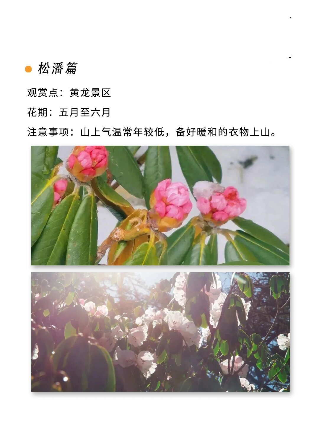 阿坝州羊角花赏花攻略