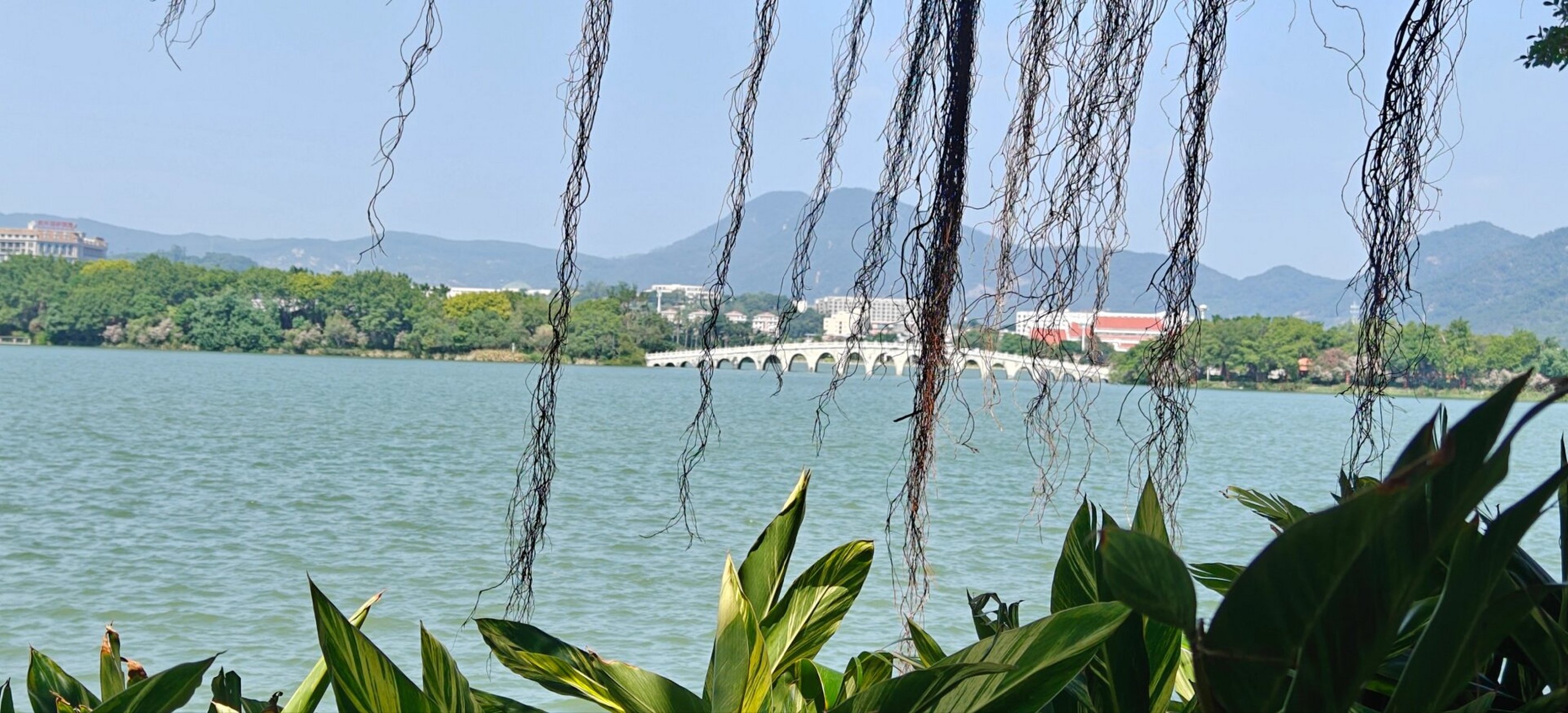 泉州西湖公园-随手一拍都是美景 西湖公园在闽台缘博物馆旁边,小白车