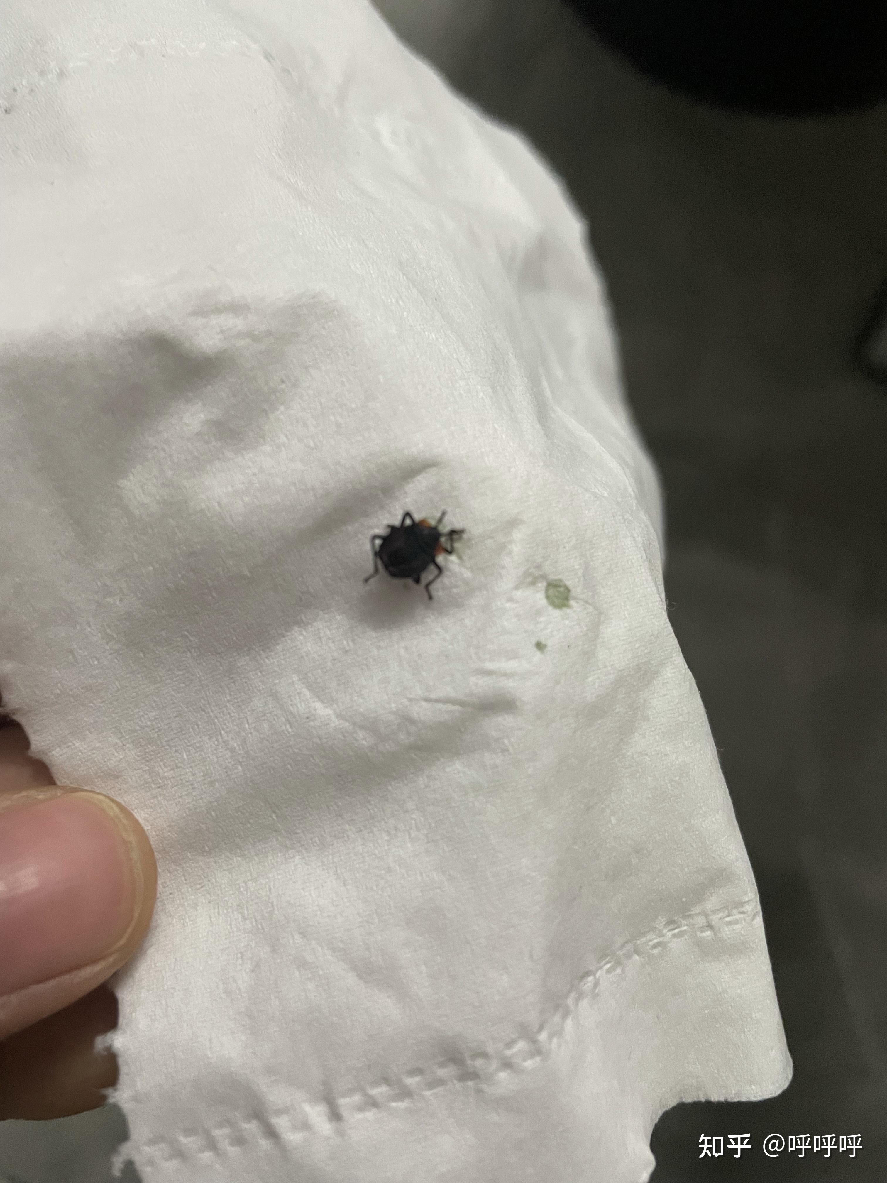 黑色头上有红点这是什么虫昨天在床上发现6只吓得我鸡皮疙瘩都起来了