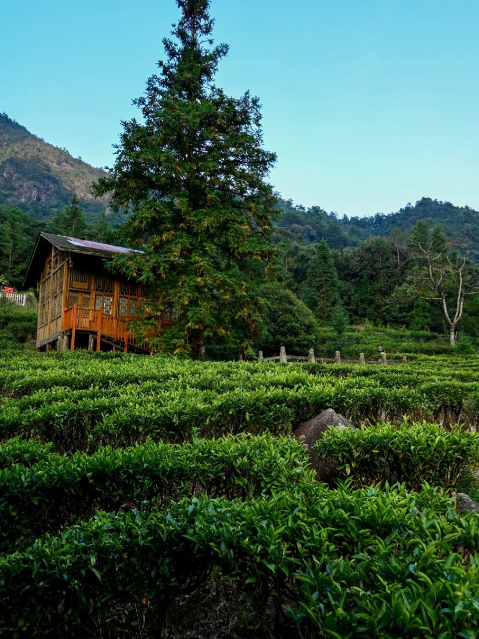 广西99贺州·姑婆山7215 喀斯特仙山,负离子环绕 方家茶园地,茶