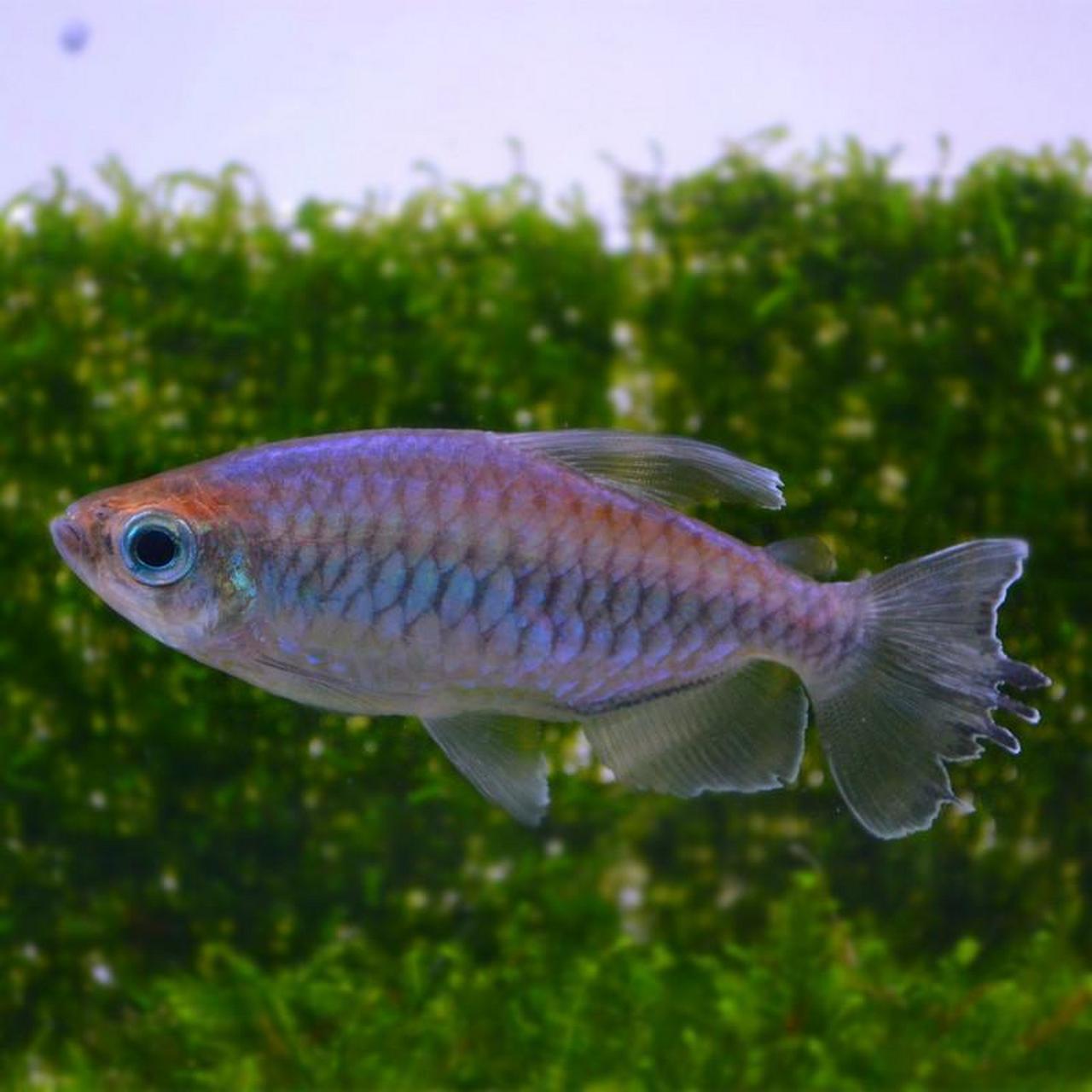 刚果扯旗) 刚果扯旗鱼,又名刚果霓虹鱼,刚果鱼