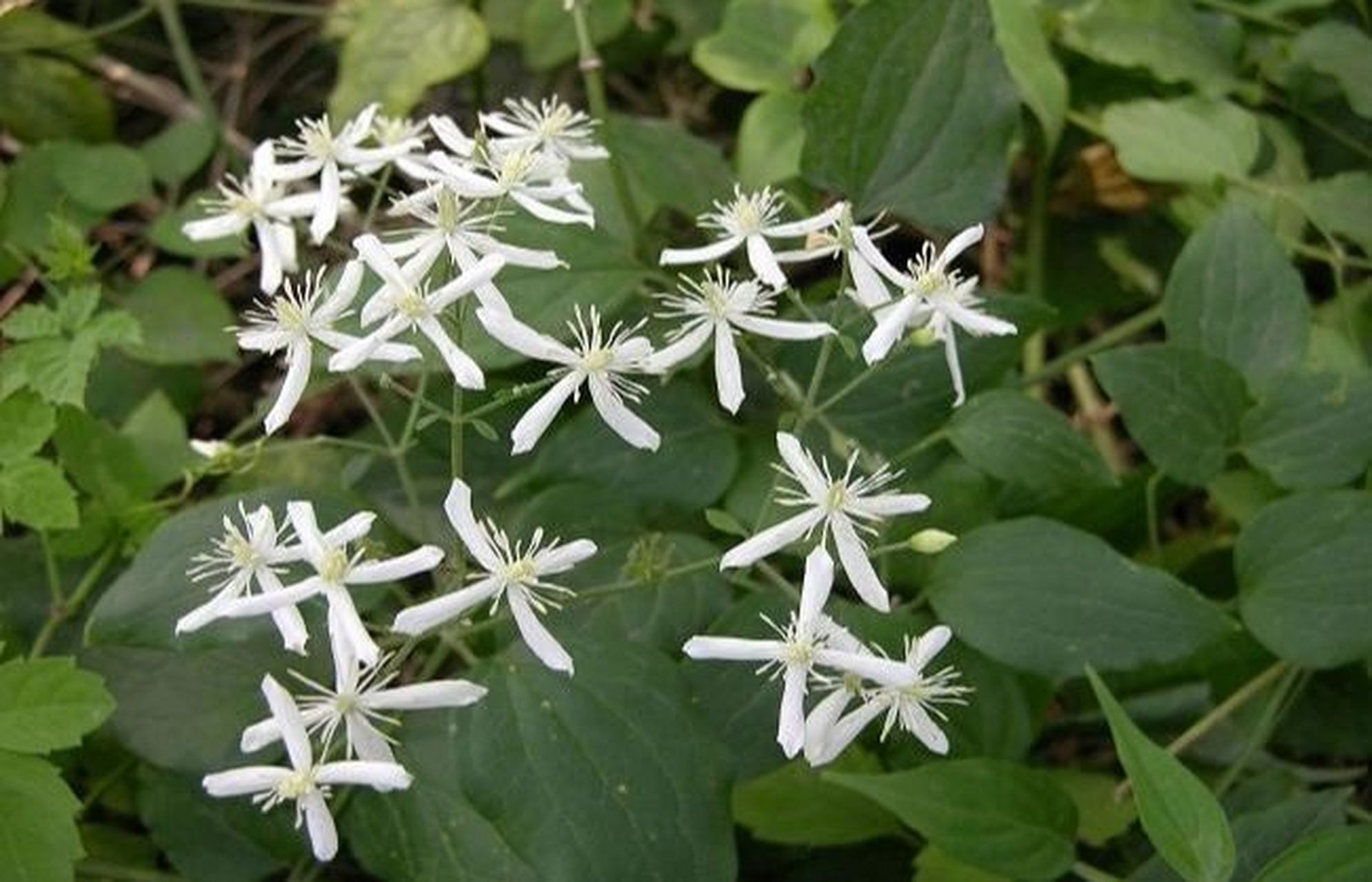 每日认识一味中药——威灵仙 【药用部位】毛茛科植物