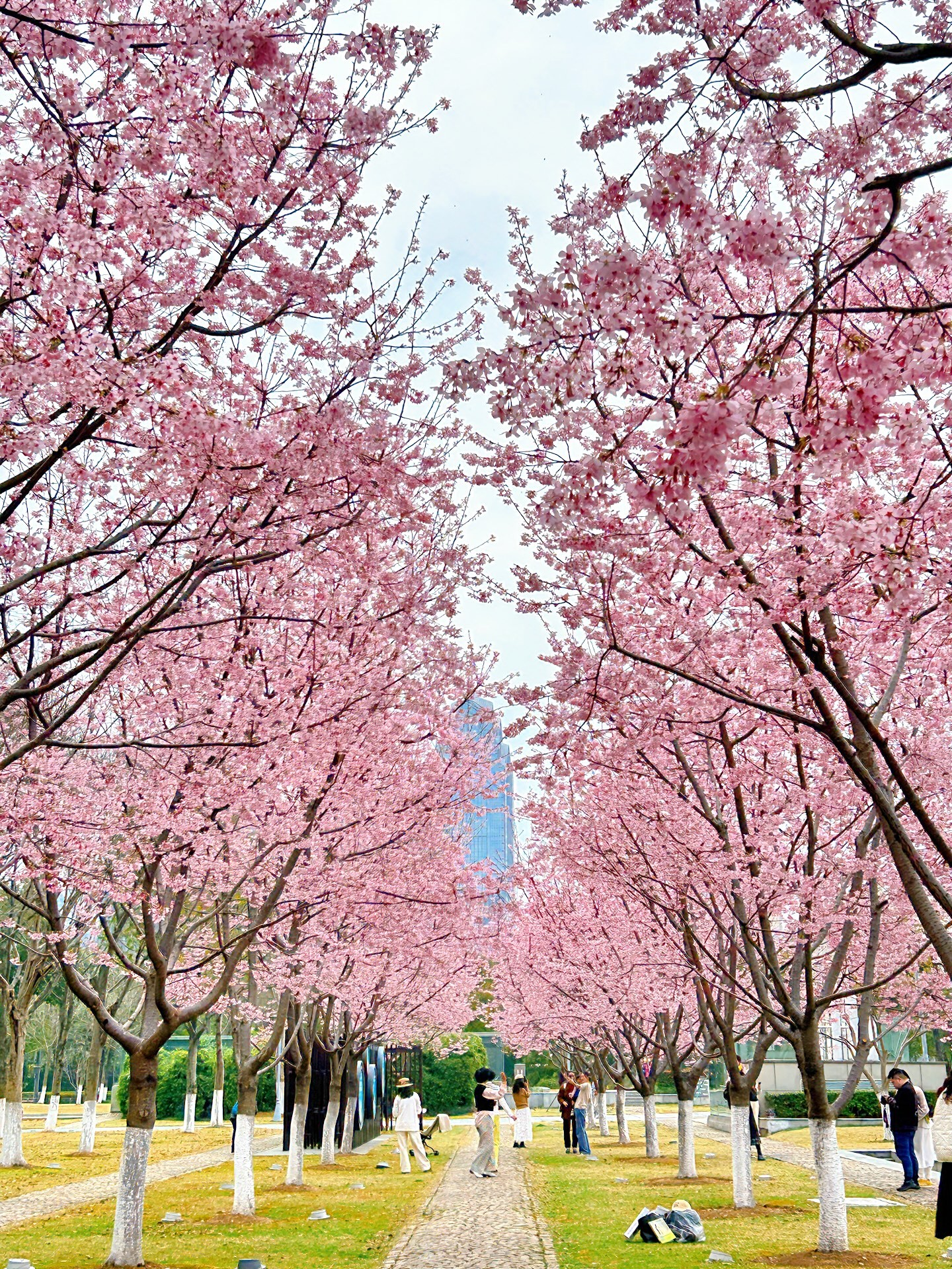 抓住花期,冲鸭 没有人挤人♀♂ 也不收门票 鄞州这条绝美樱花路 怎么