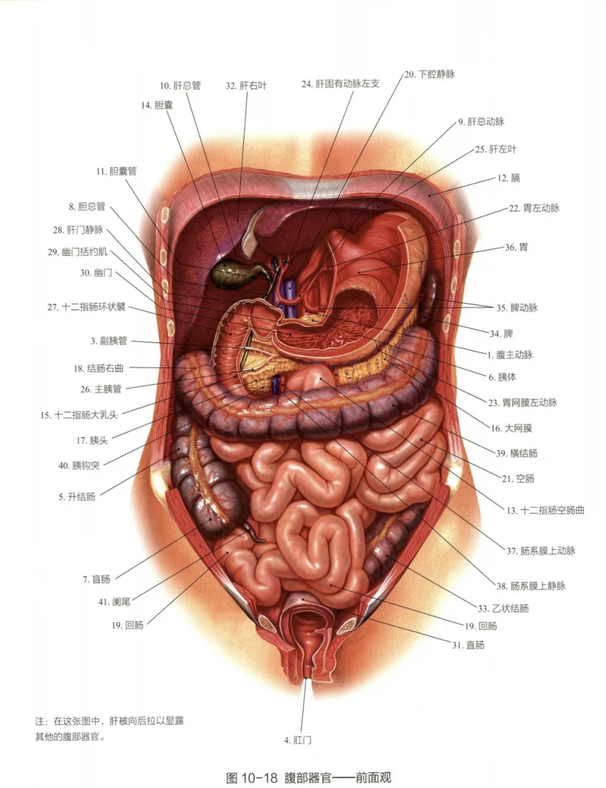 肚子左右两侧主要有这些器官:左右肾脏,阑尾,盲肠,乙状结肠,左右输
