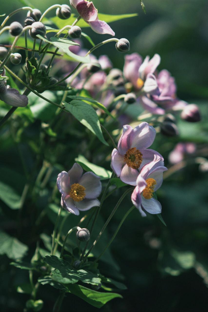 药用植物|大火草 大火草(anemone tomentosa (maxim.) c.