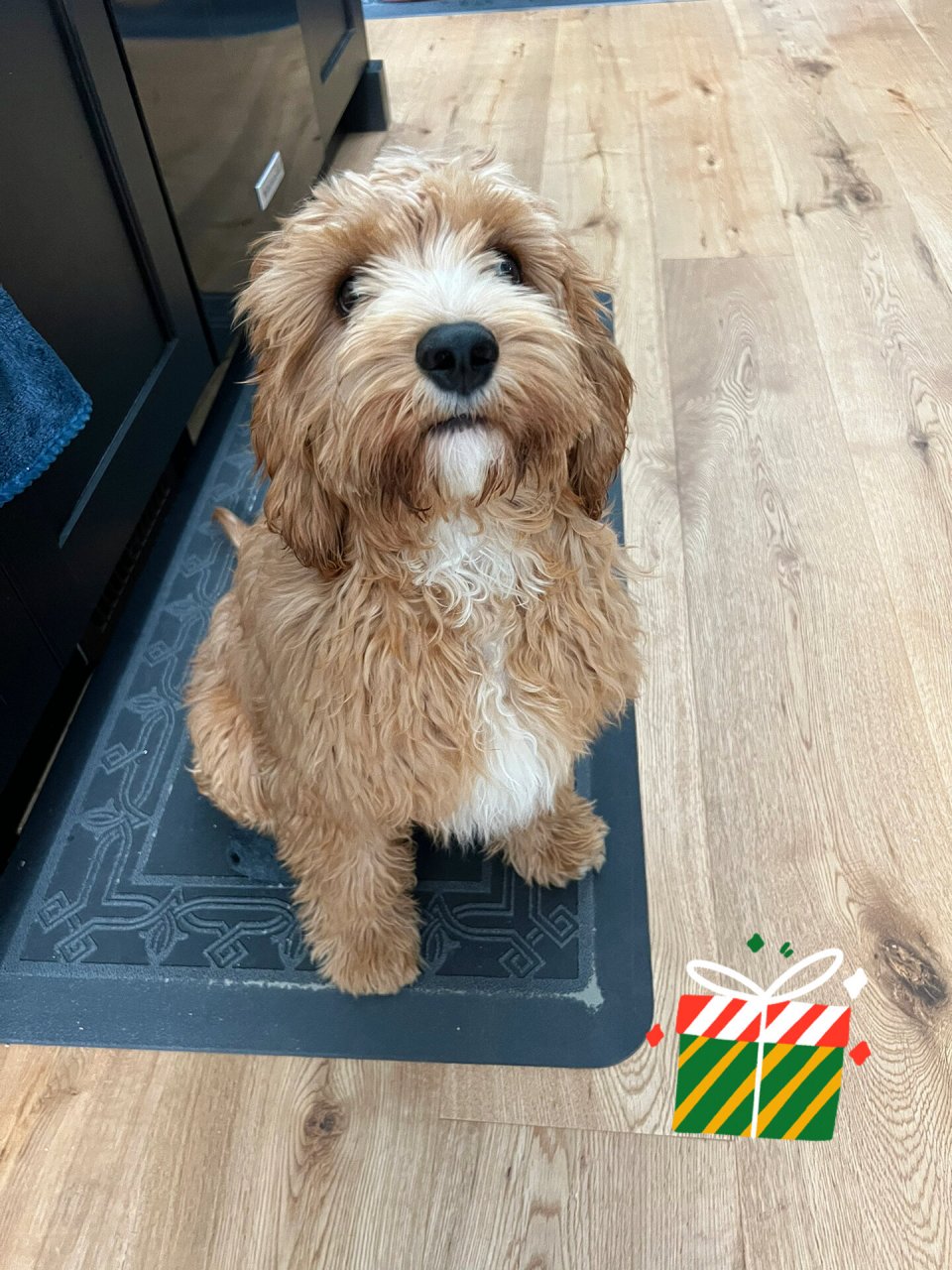 要向全世界安利cavapoo|骑士查理王贵宾95 养狗之