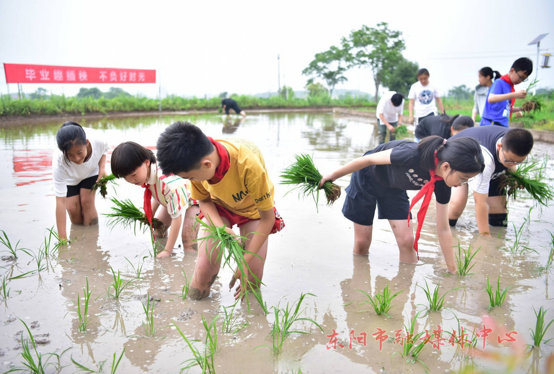 【畢業生 趣插秧】6月22日,東陽市巍山鎮中心小學六年級學生在校外