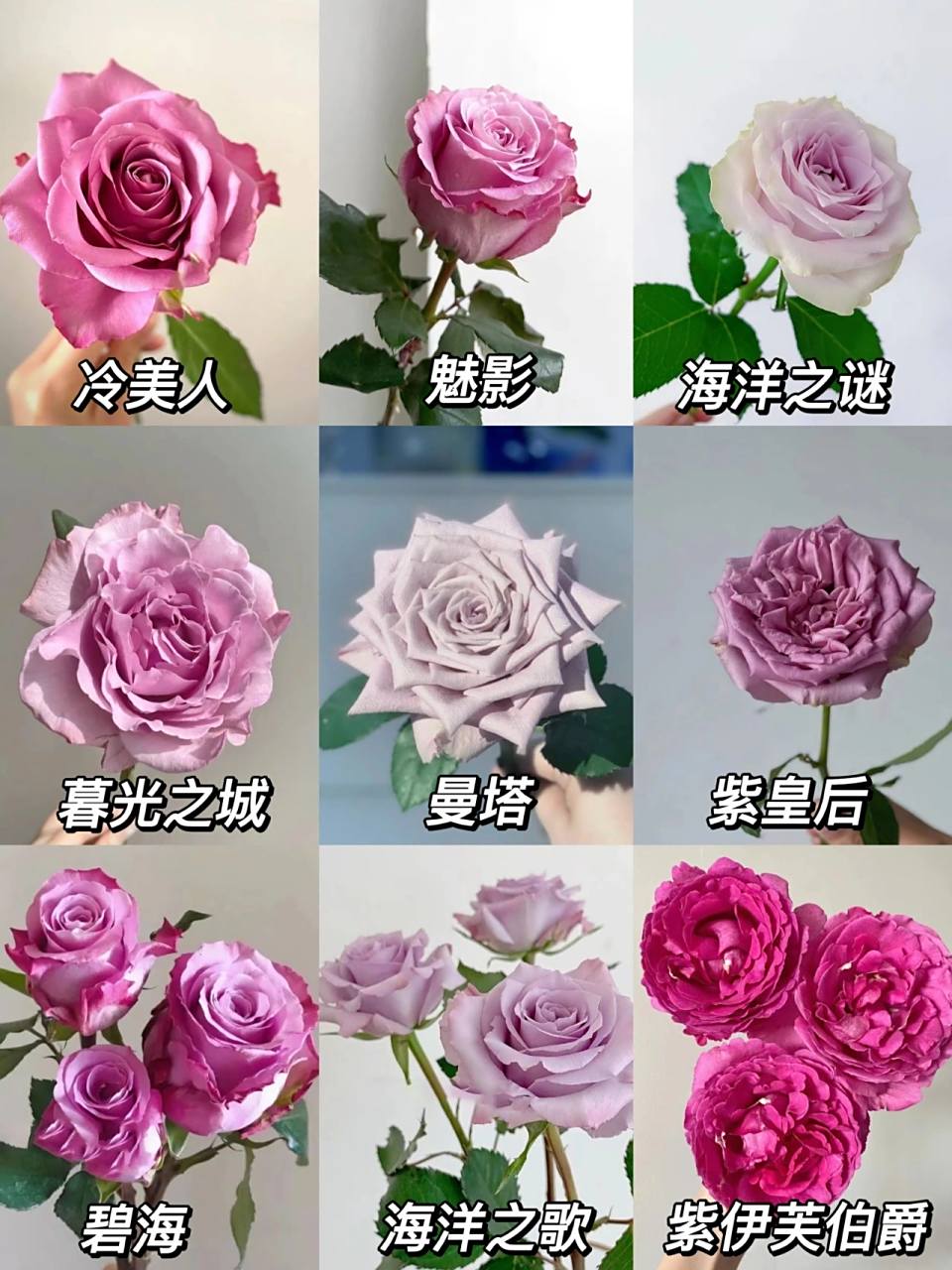 玫瑰品种图鉴|紫色玫瑰系列 1,貂蝉 四大美人玫瑰之一,属于灰调偏浅