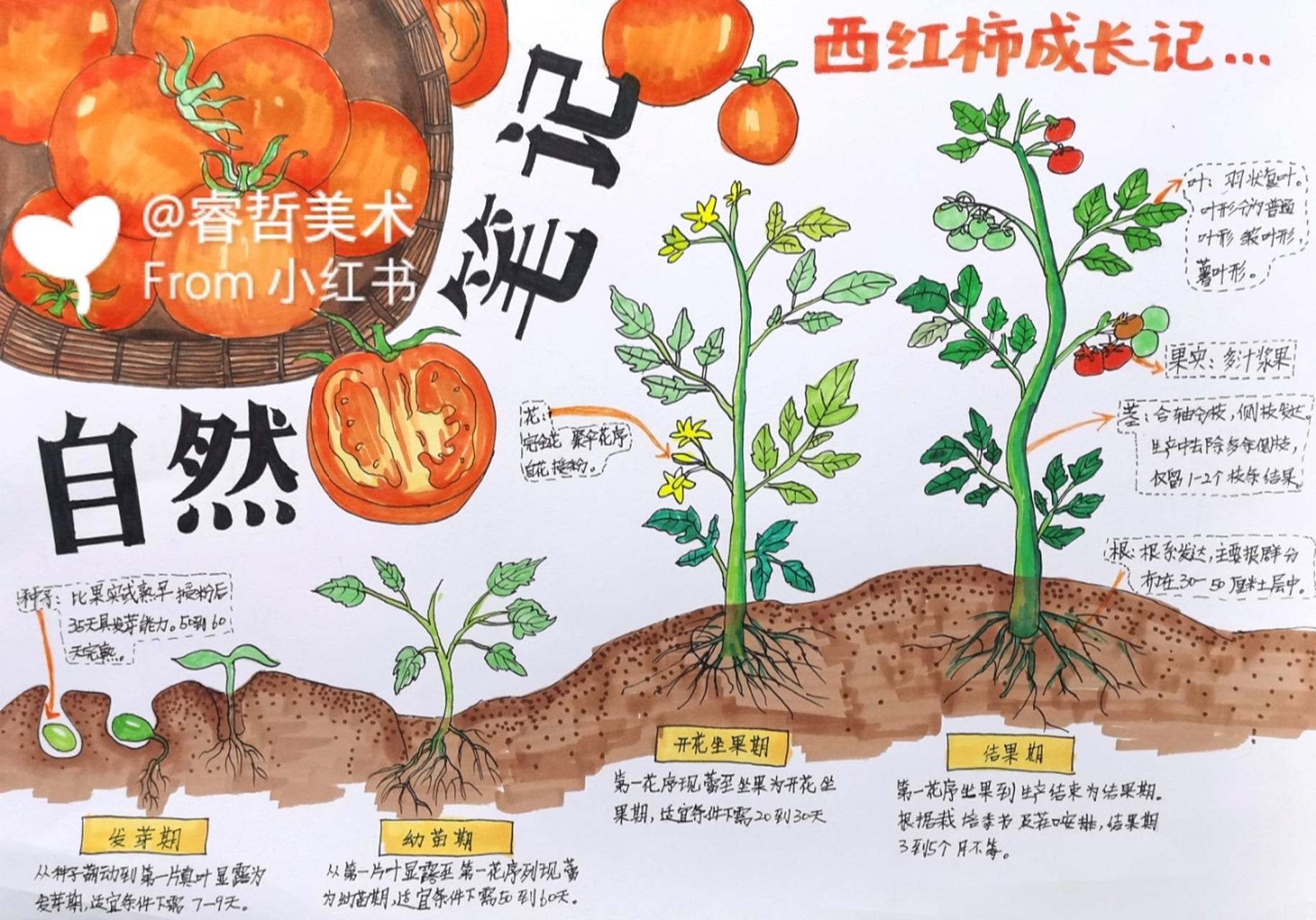 植物笔记-西红柿(原创) 四年级孩子的植物成长笔记