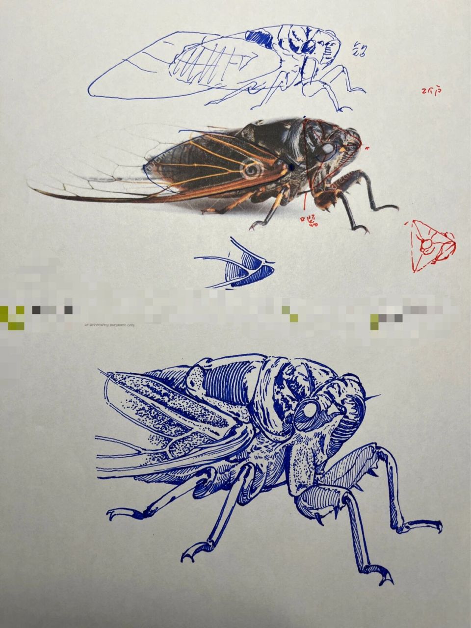 蝉的画法对照 蝉比较简单,搞清楚结构,把比例搞一下,先这样再那样