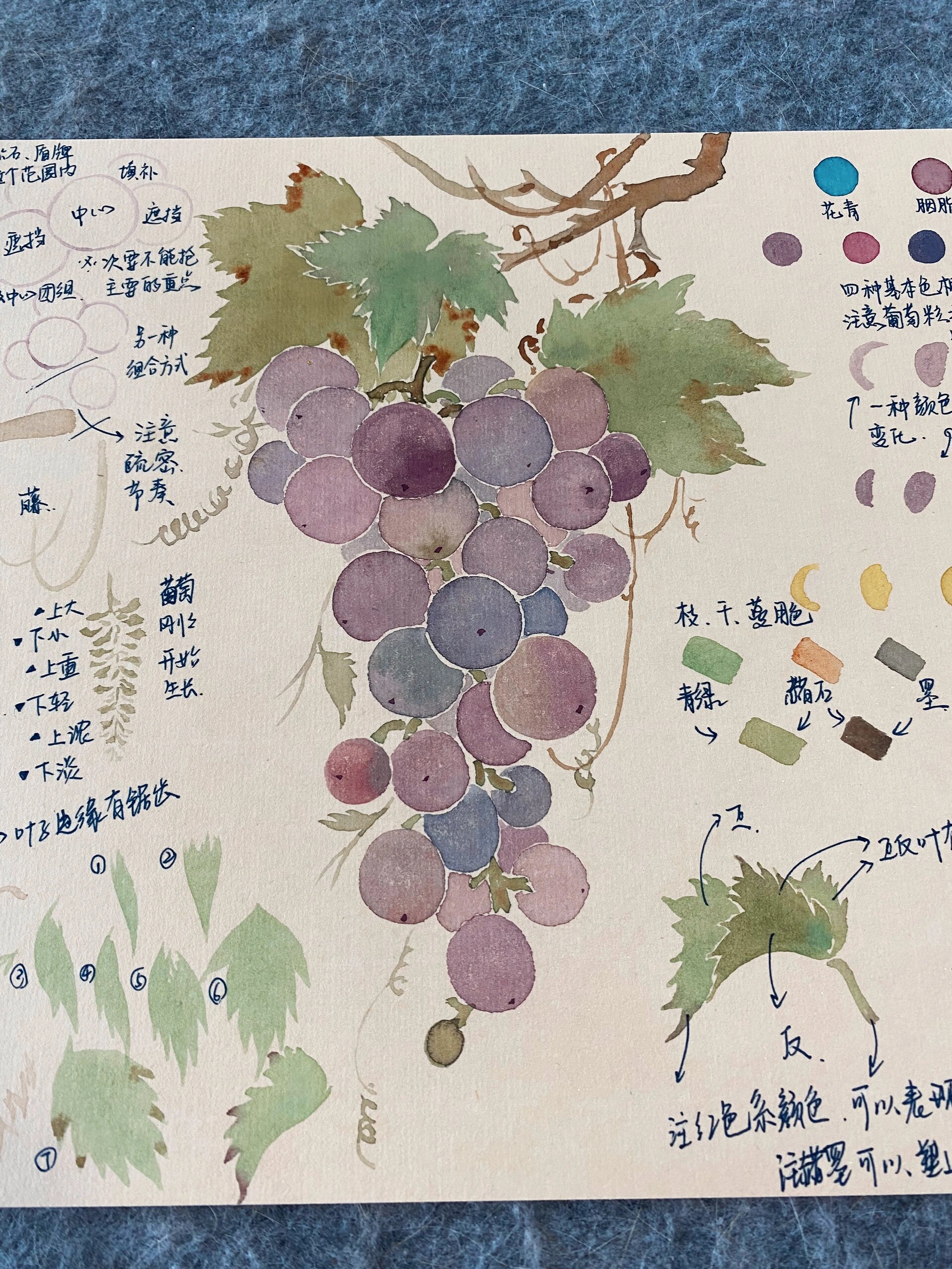 没骨葡萄保姆教程,就差把着手画了!