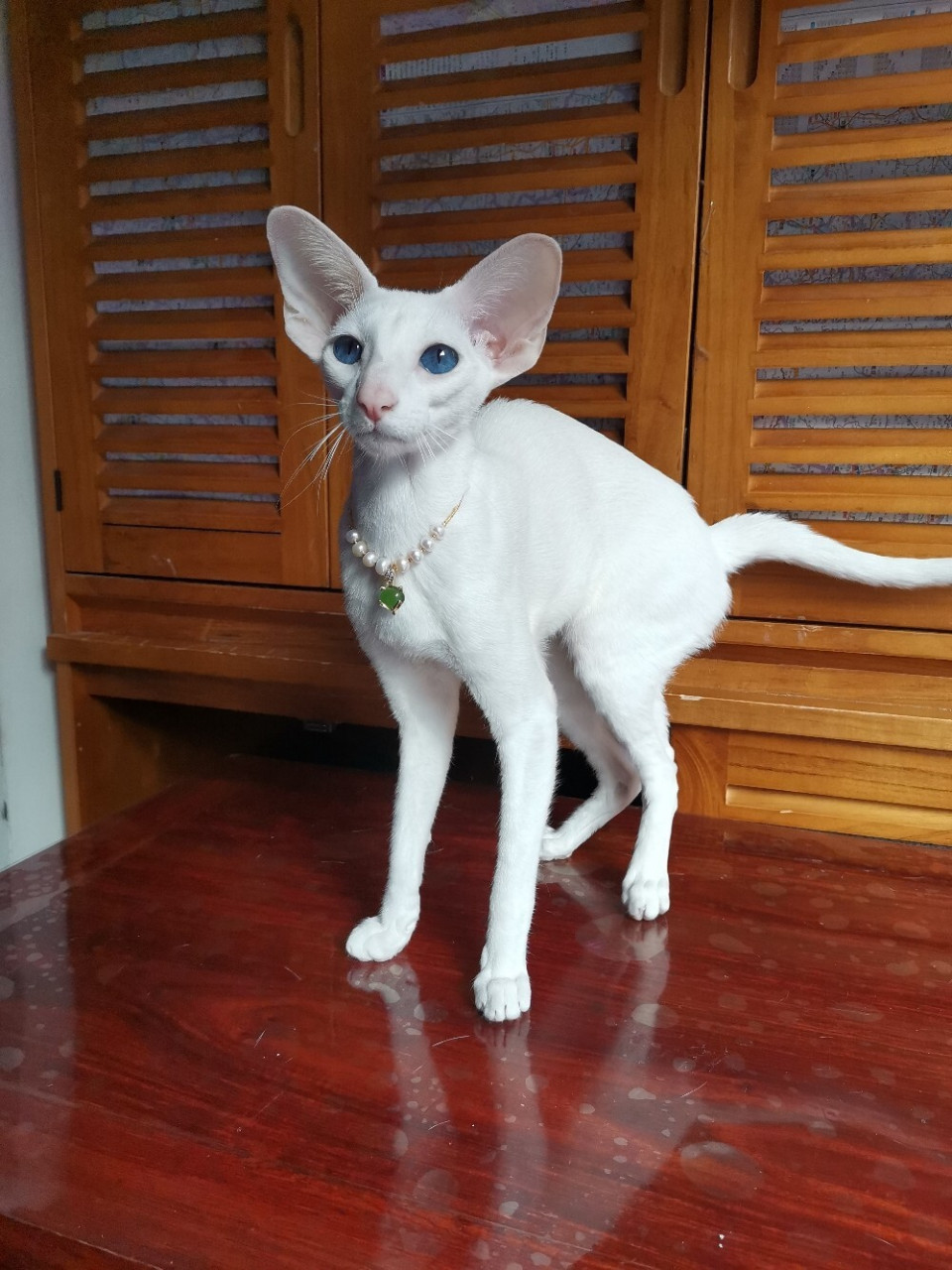 东方短毛猫,东短猫 我心爱的小妖精