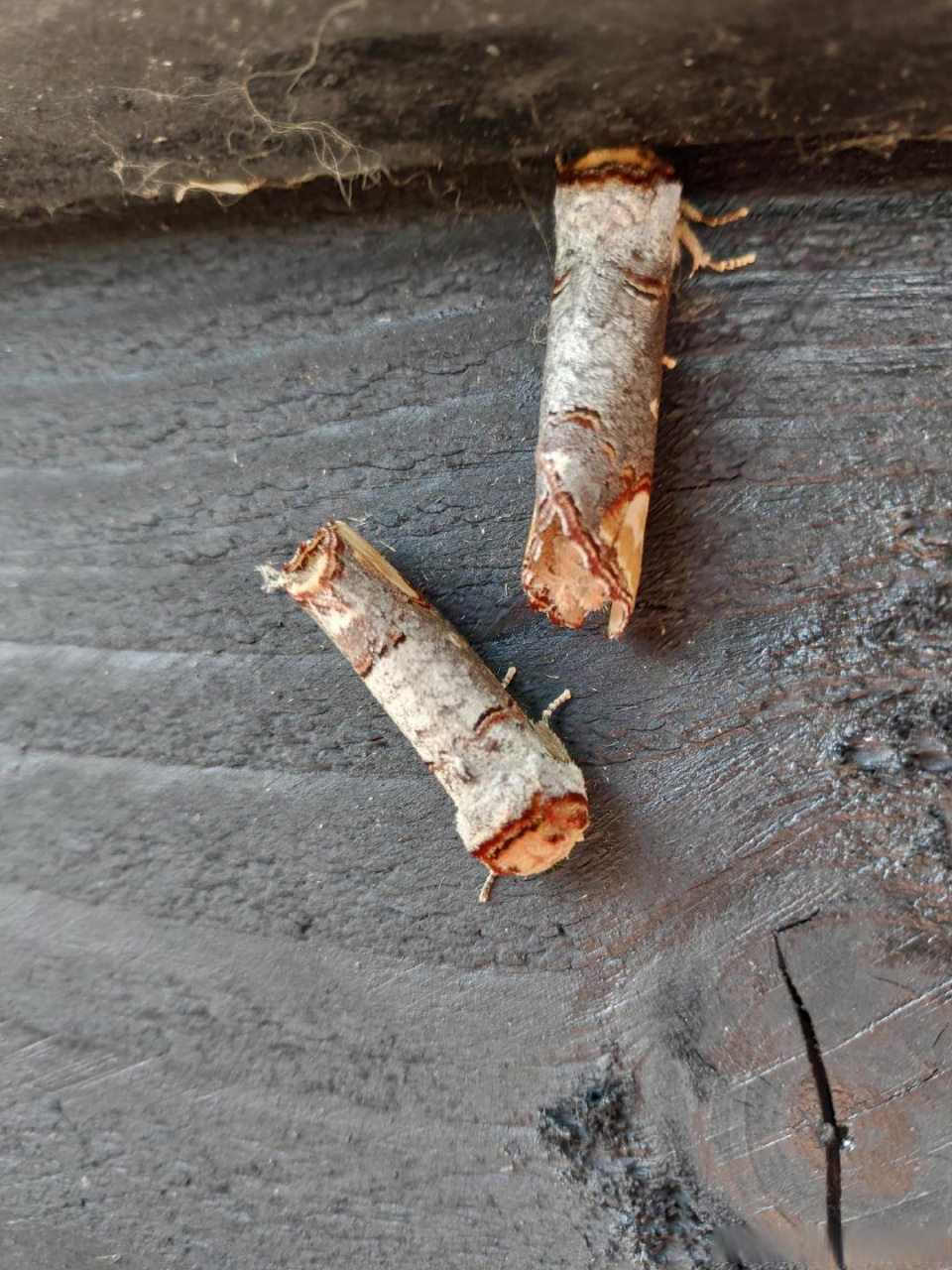 圆掌舟蛾,拟态成断掉的一截树枝,甚至连横截面都惟妙惟肖.