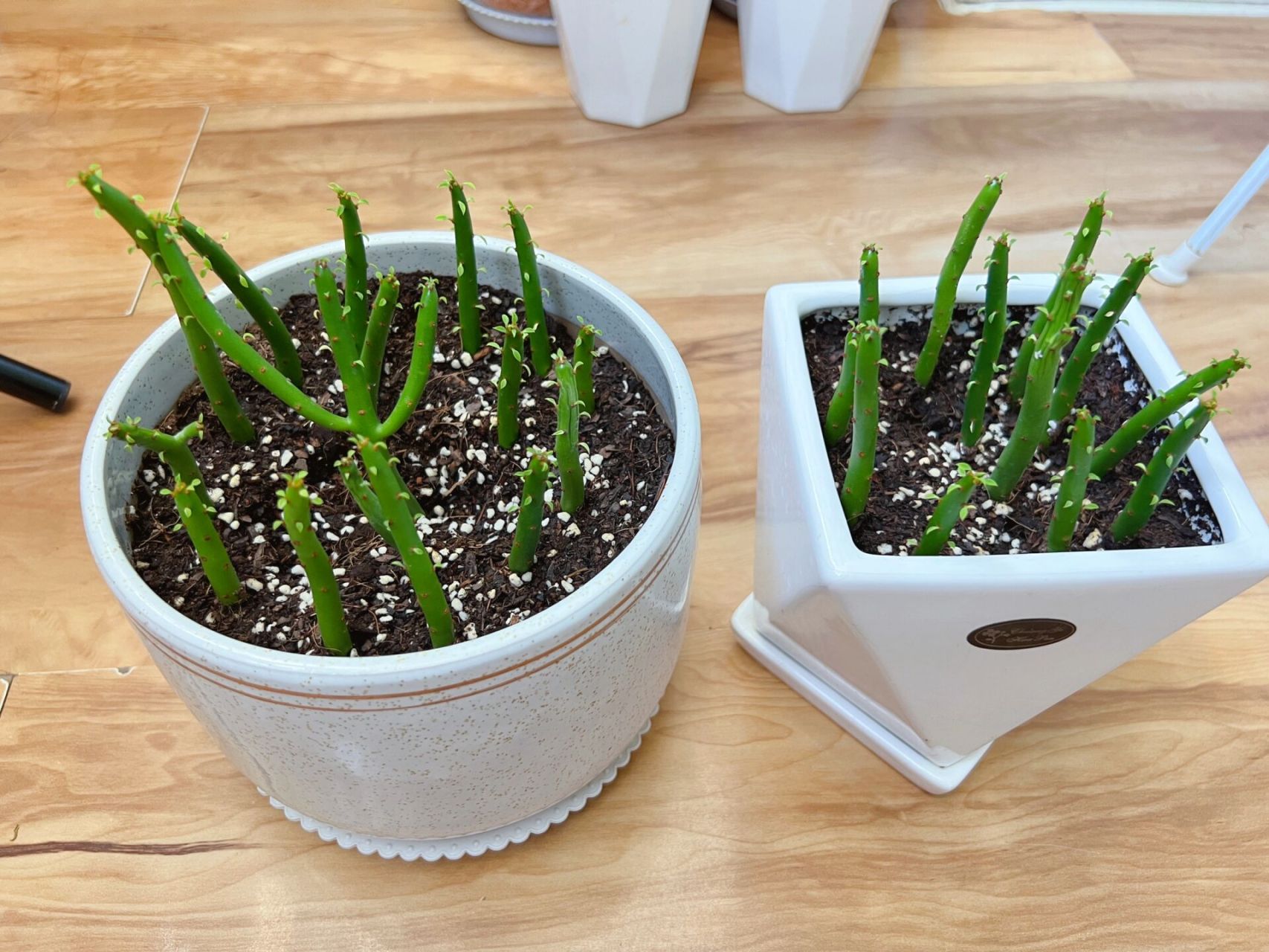 多肉珊瑚棒扦插方法  家里珊瑚棒长得太高啦,想扦插两盆,今天给大家