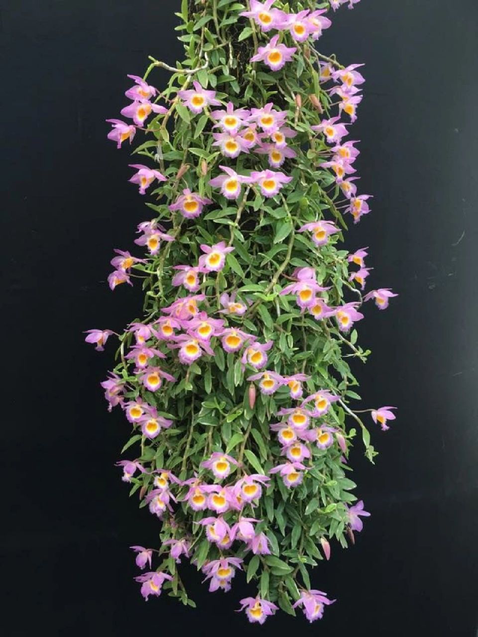 美花石斛 54.美花石斛den.