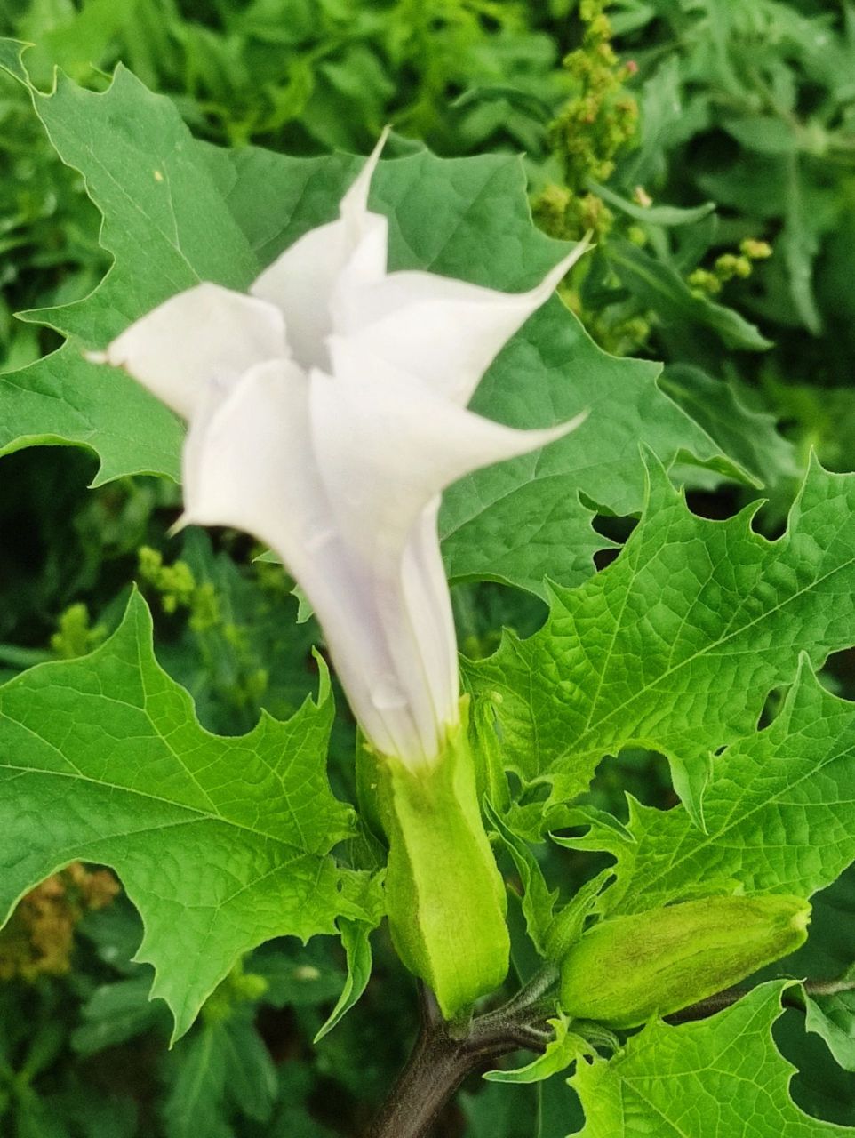 曼陀罗花 生活中的曼陀罗,是大自然中的另类,曼陀罗不仅可用于麻醉