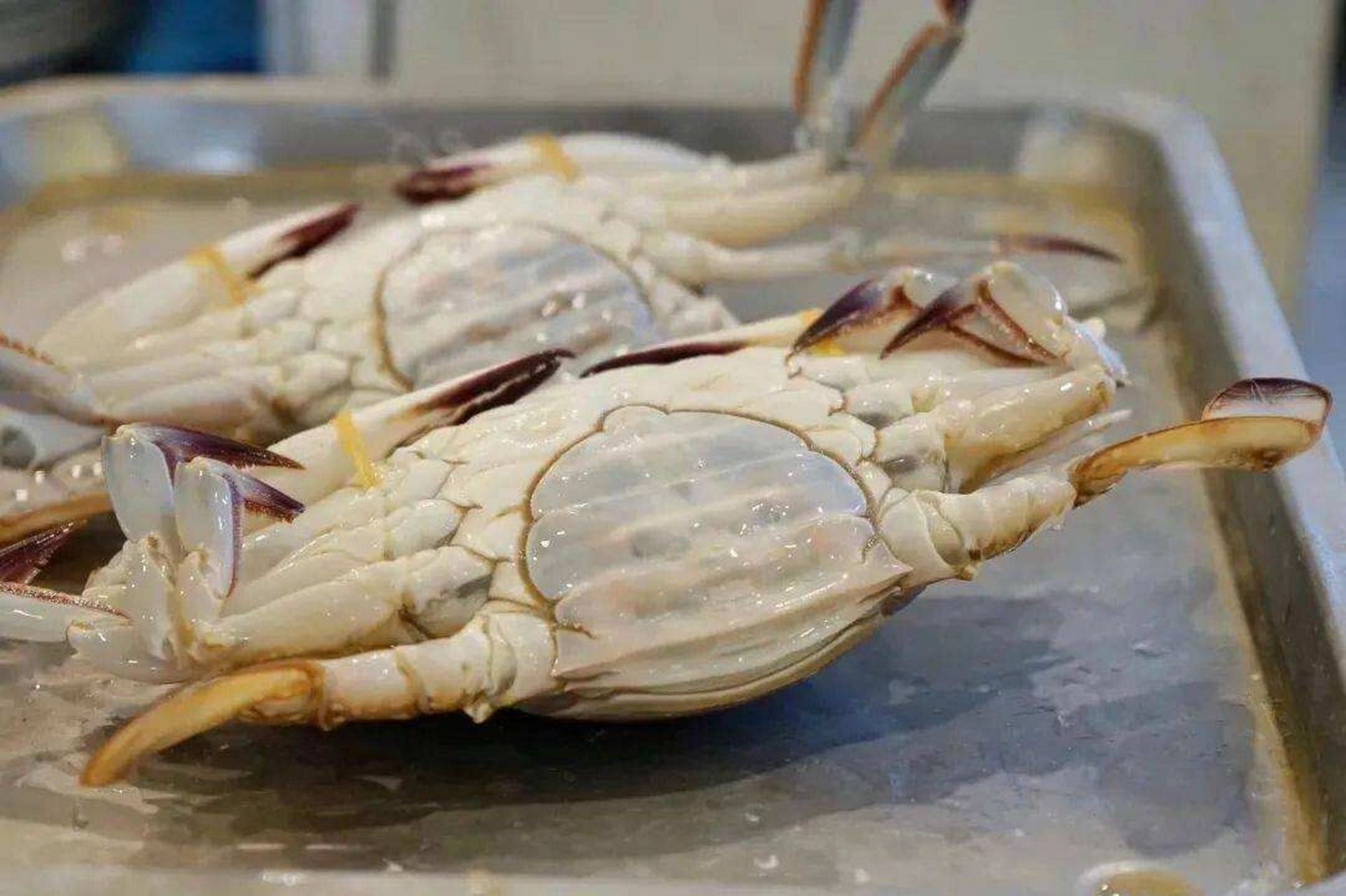 洗梭子蟹时请务必要带套,不带真的会后悔 梭子蟹是深海蟹,蟹捕捞后会