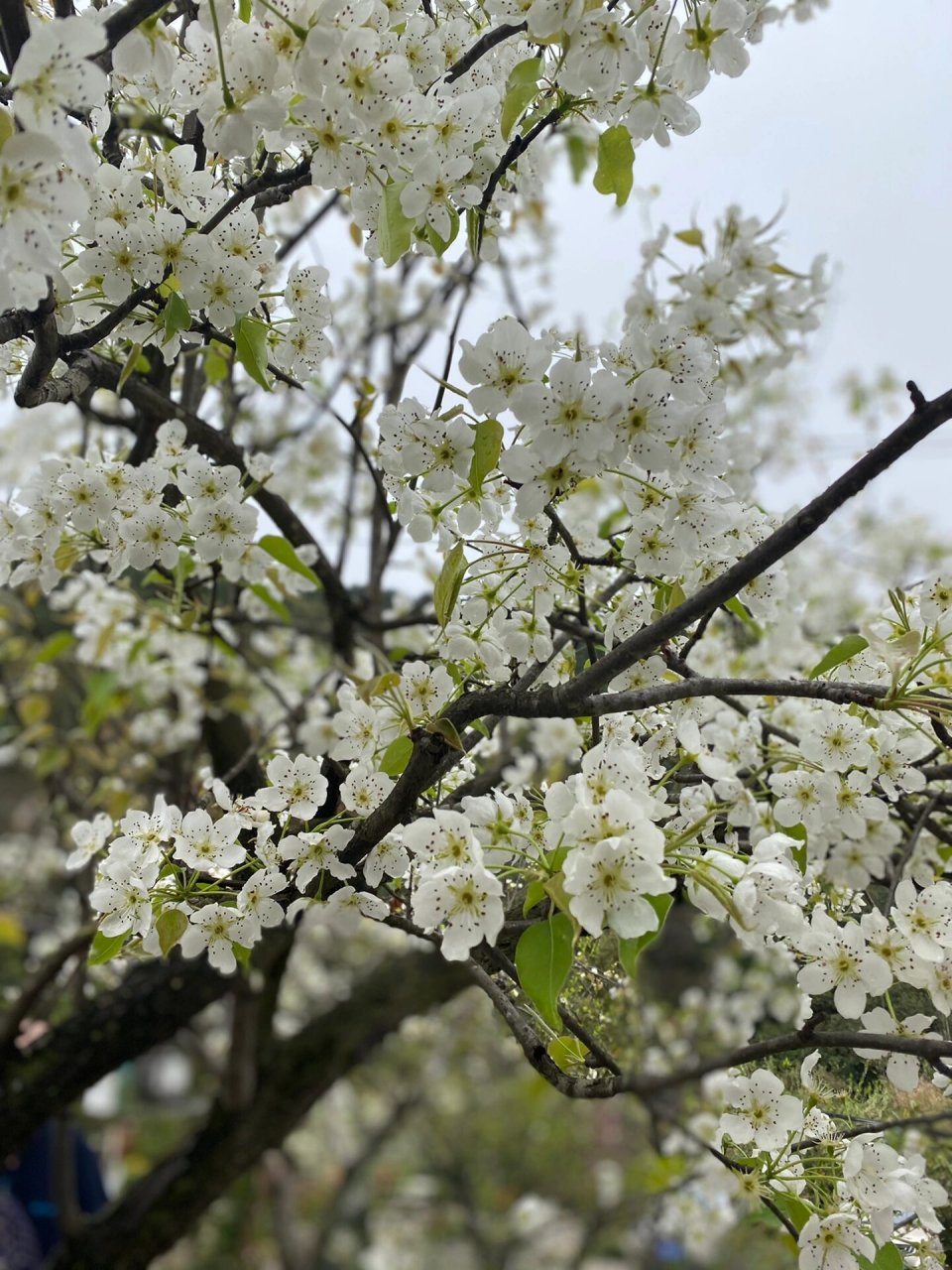 新津梨花村图片