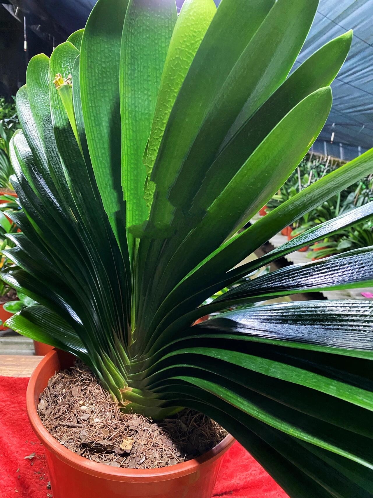 宽叶大座基君子兰 这是我家的主打品种