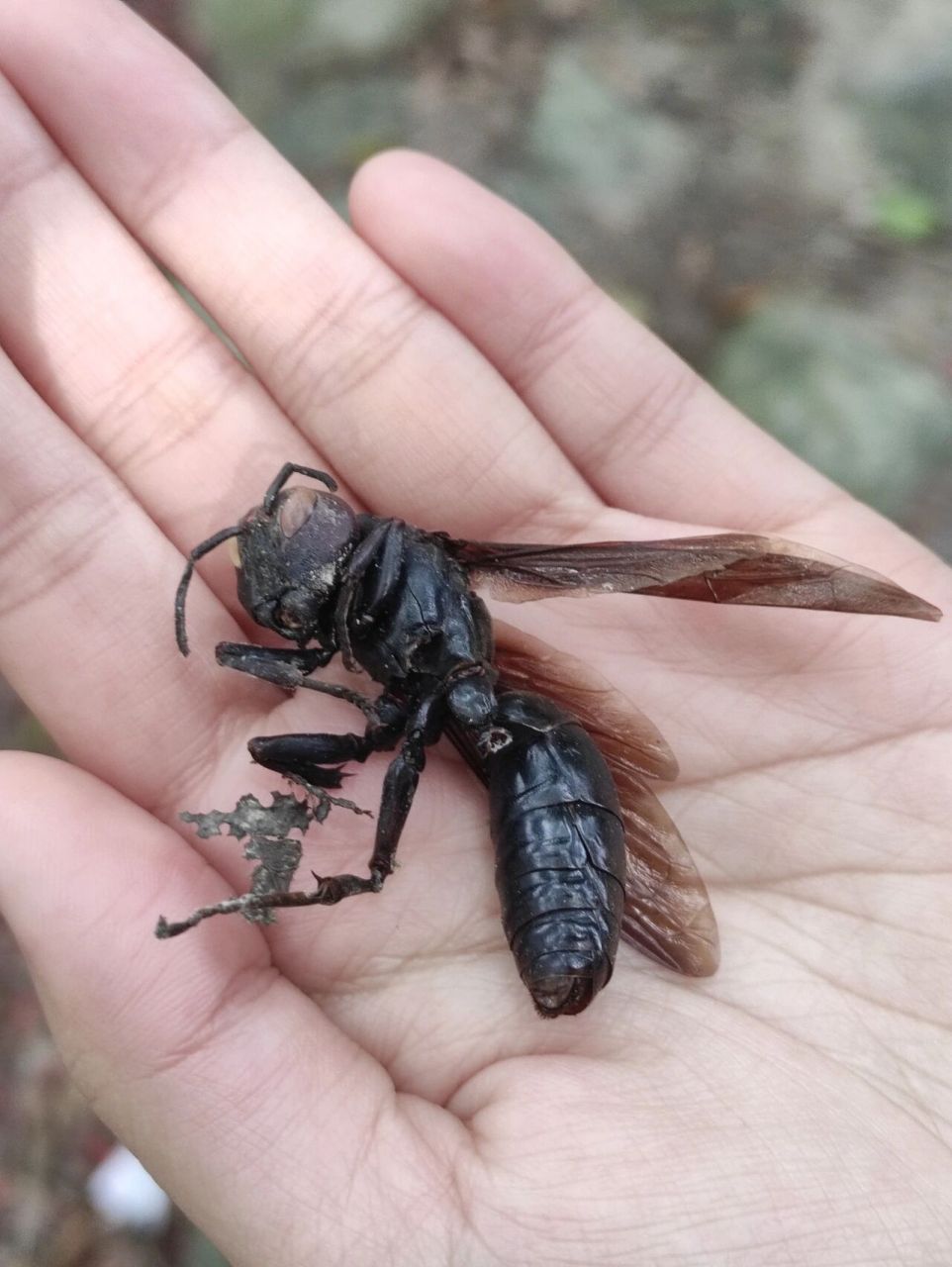 爬山遇到一只超级大的全黑蜂 是啥蜂啊好cool