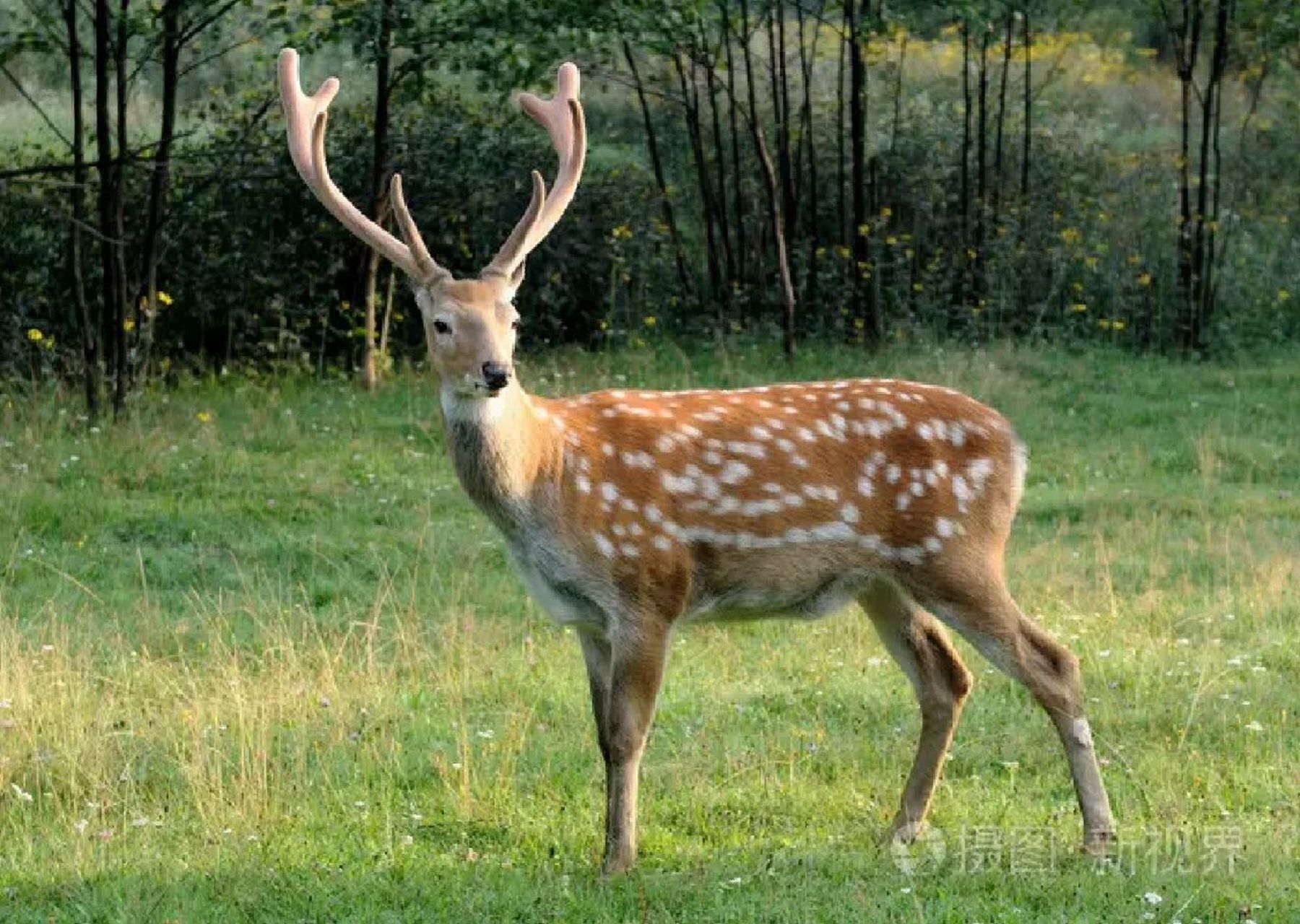 野生动物梅花鹿 梅花鹿(学名:cervus nippon)鹿科哺乳动物,是一种中