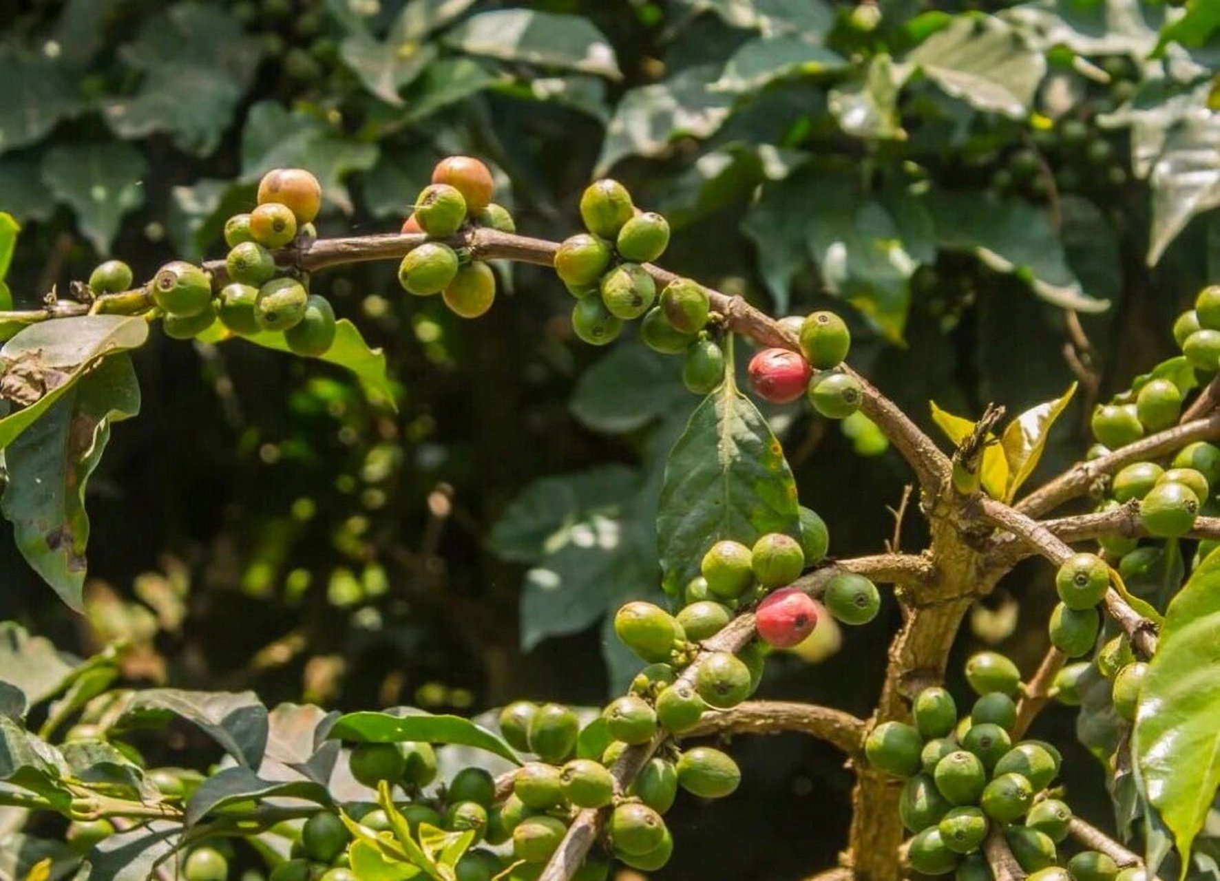 咖啡树(学名:coffea spp.