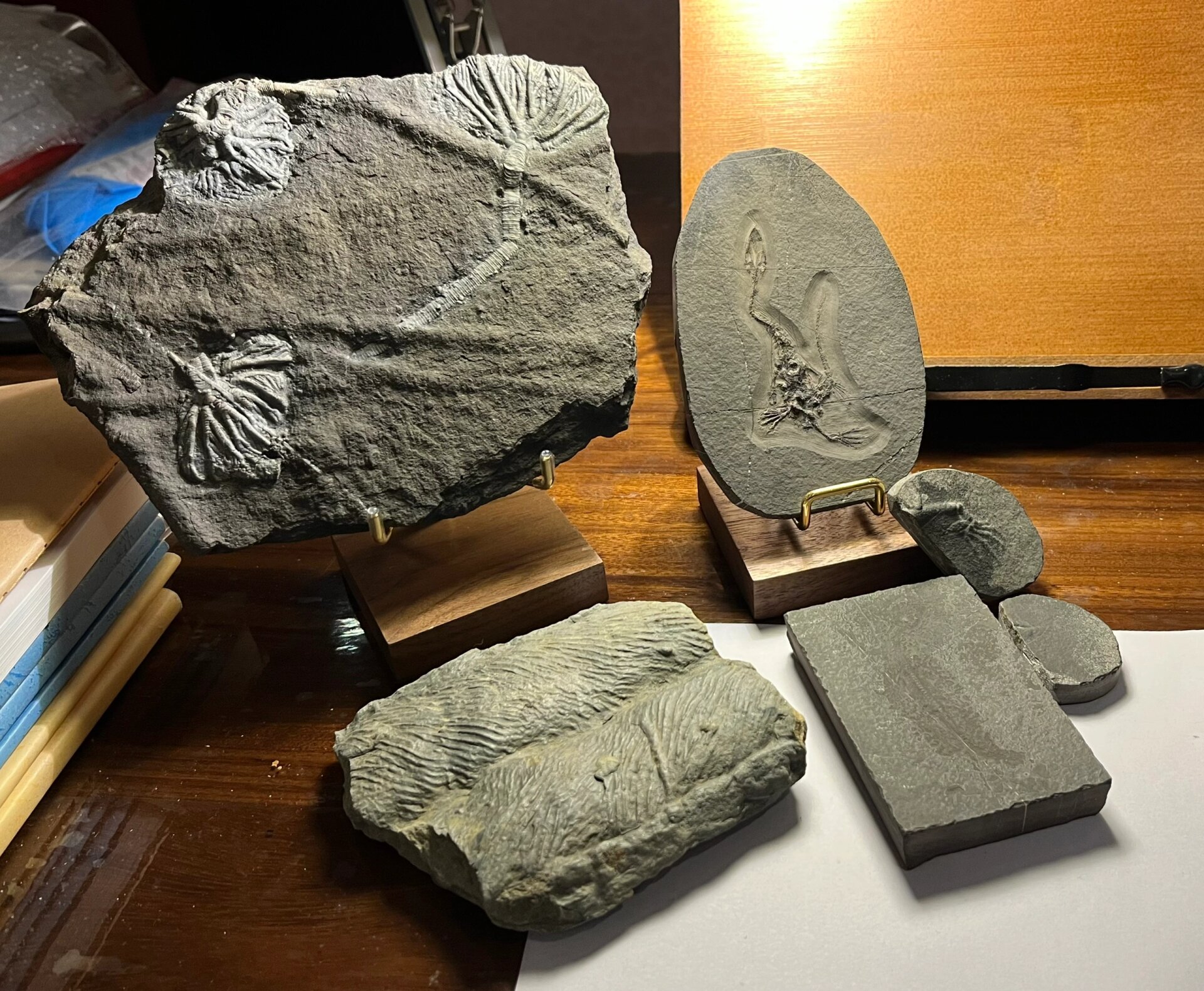 古生物复原图(发挥创造) 化石:胡氏贵州龙 时期:三叠纪 产地:中国贵州