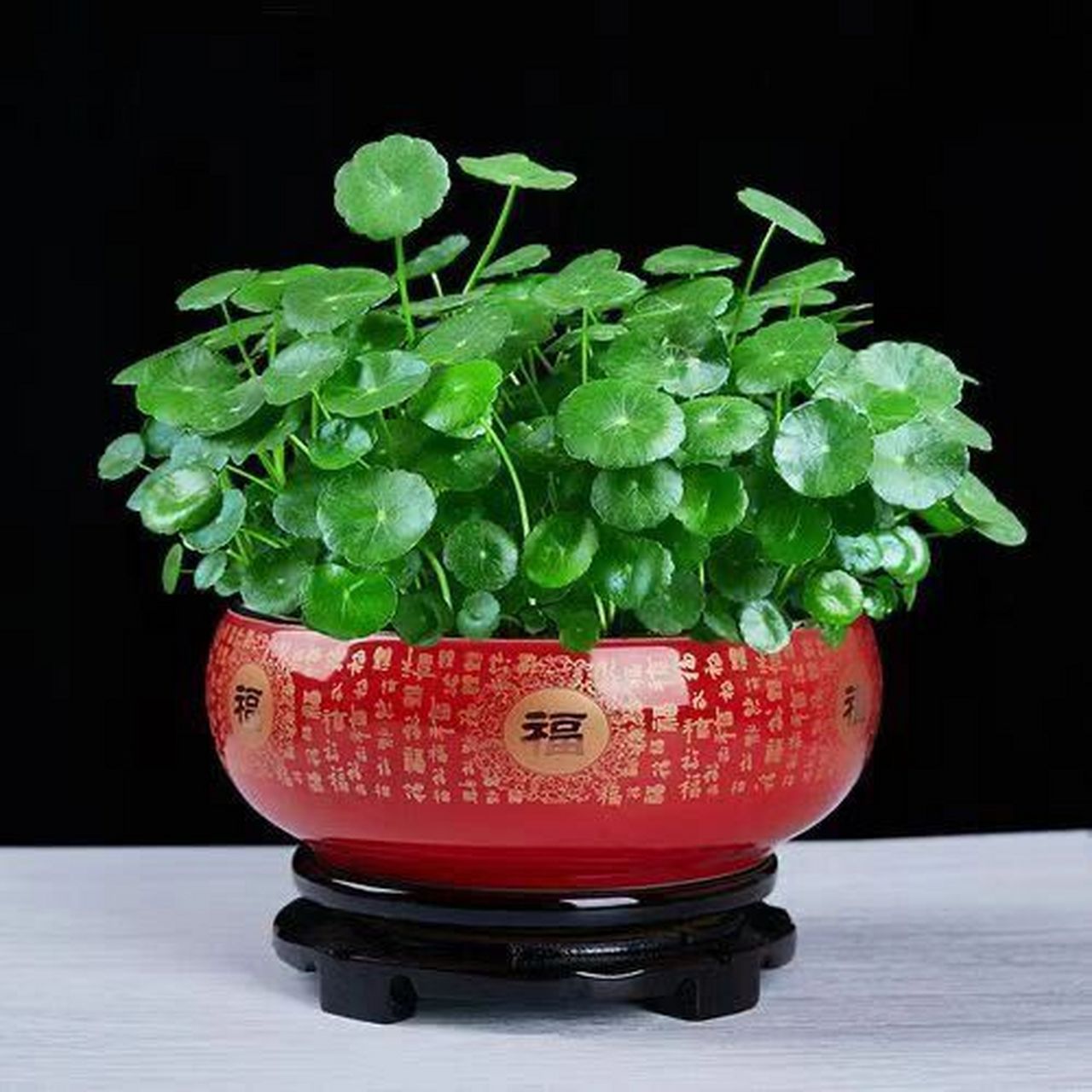 巳蛇旺财植物 铜钱草——生肖属蛇的人金钱运可是不错的,可就是不懂得