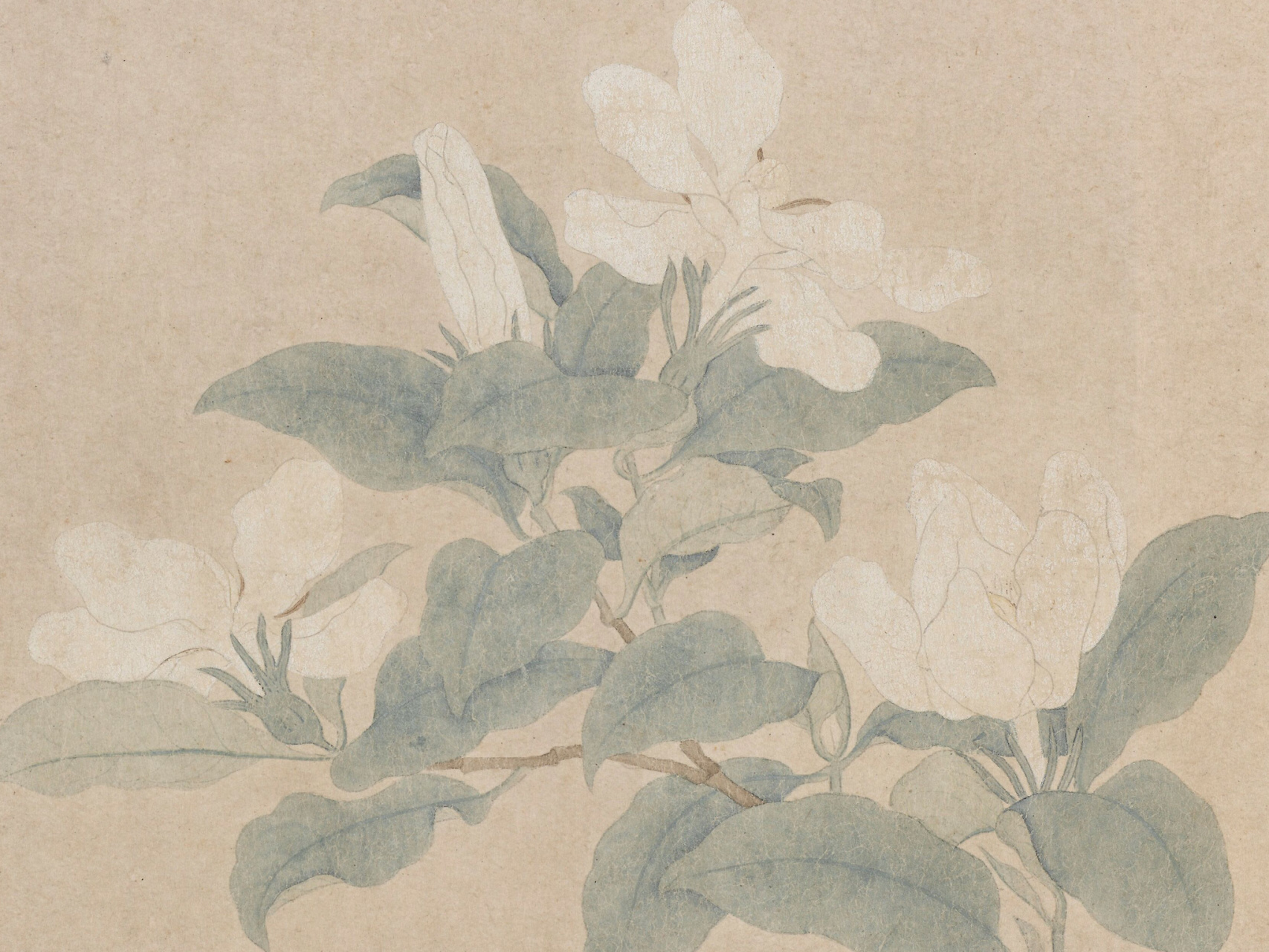 【栀子花开,是夏日的暗自心动[微风]】 - "不如山栀子,却解结同心"