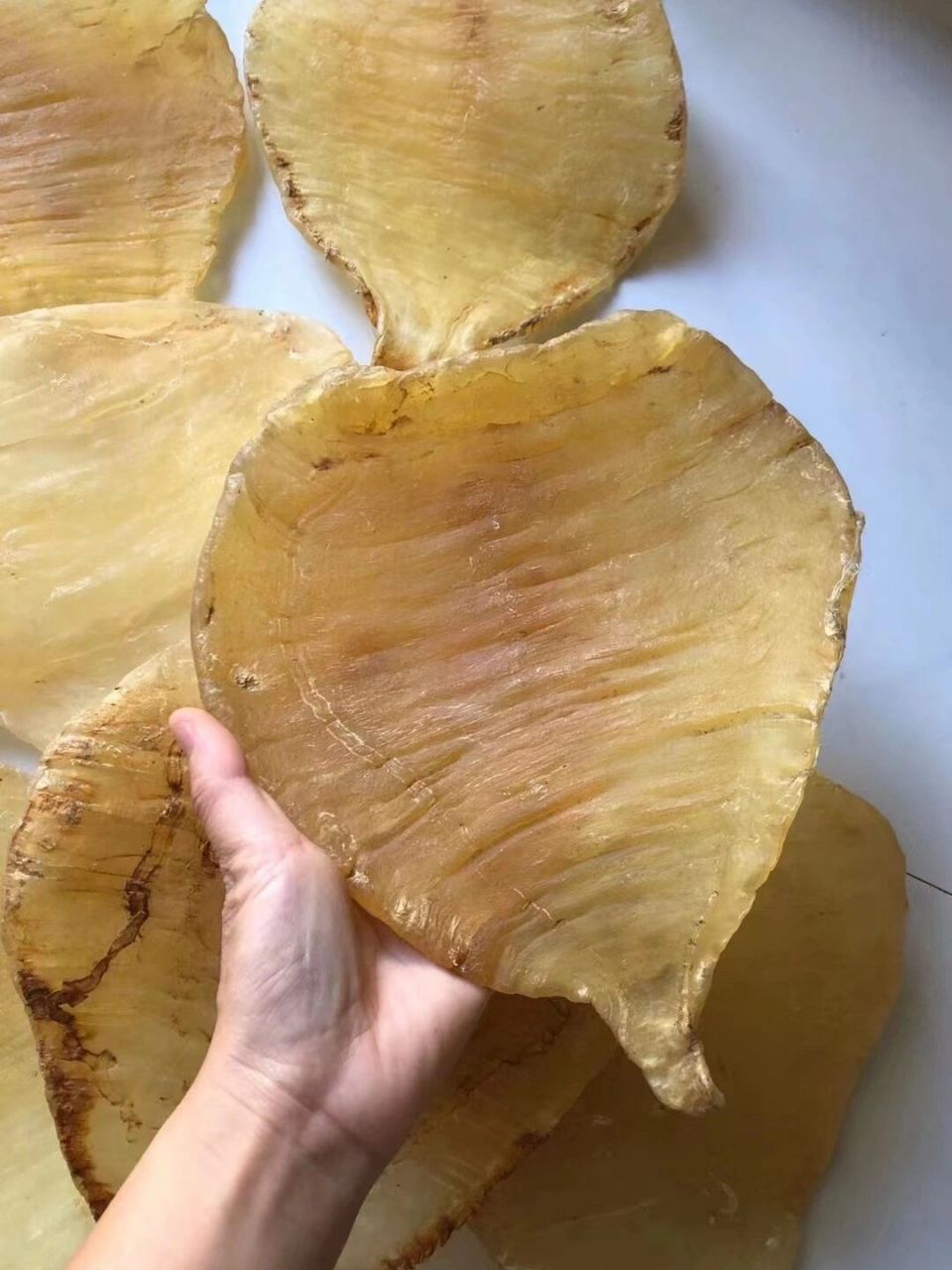 老双牙安南胶4两多秒3250一斤 安南鱼胶养胃润肺之宝,老货4两多,安南