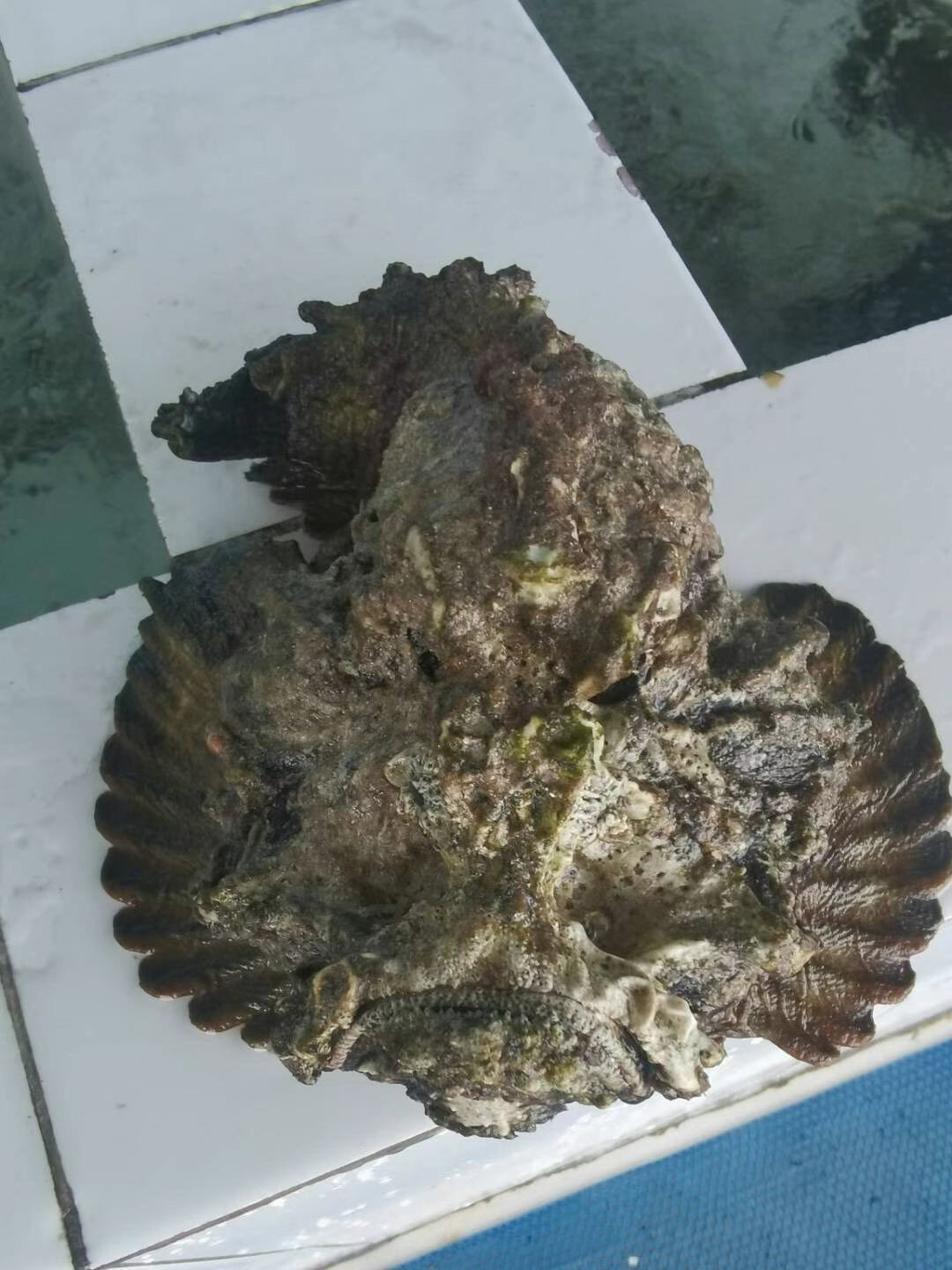 关于石头鱼也叫老虎鱼.怪叔🈶️话说