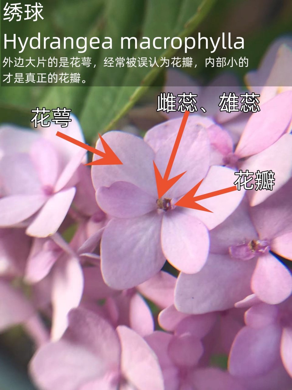 紫玉兰的雄蕊和雌蕊图片