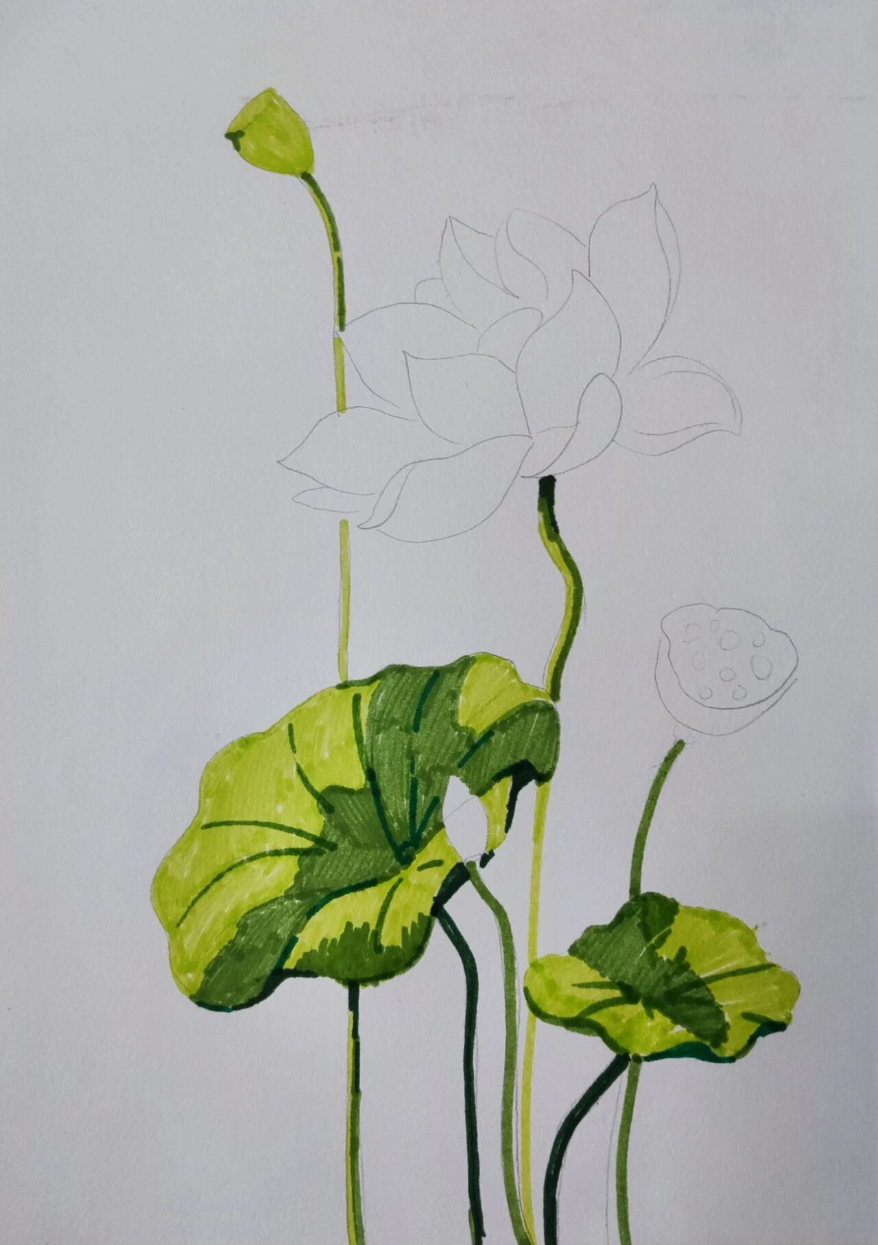 用水彩笔画荷花作画步骤