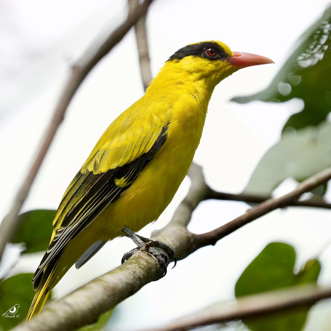 鸟类图鉴|南洋理工大学观鸟——黑枕黄鹂 "两个黄鹂鸣翠柳"是大家耳熟