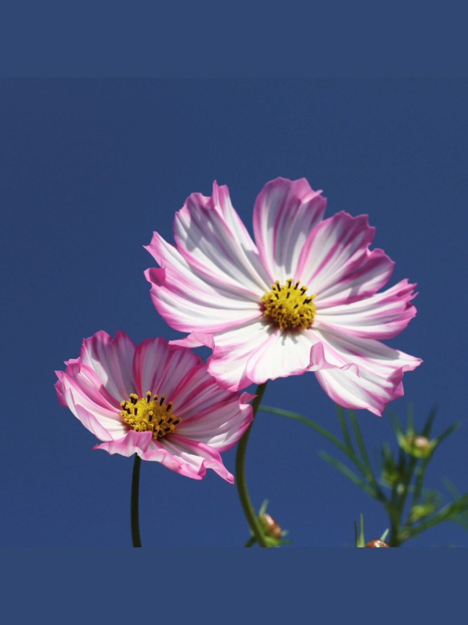 【免费商用绘画素材】植物篇 | 格桑花 7315今日分享:格桑花.