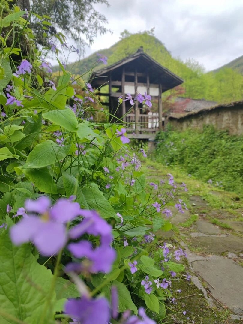 贵州省遵义市枫香镇花茂村