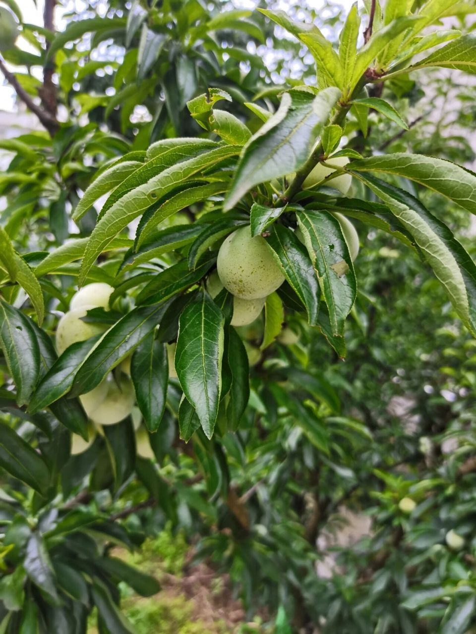 我家乡的沿河空心李,真的非常好吃,很甜又脆,不像其他李子是酸的 软了