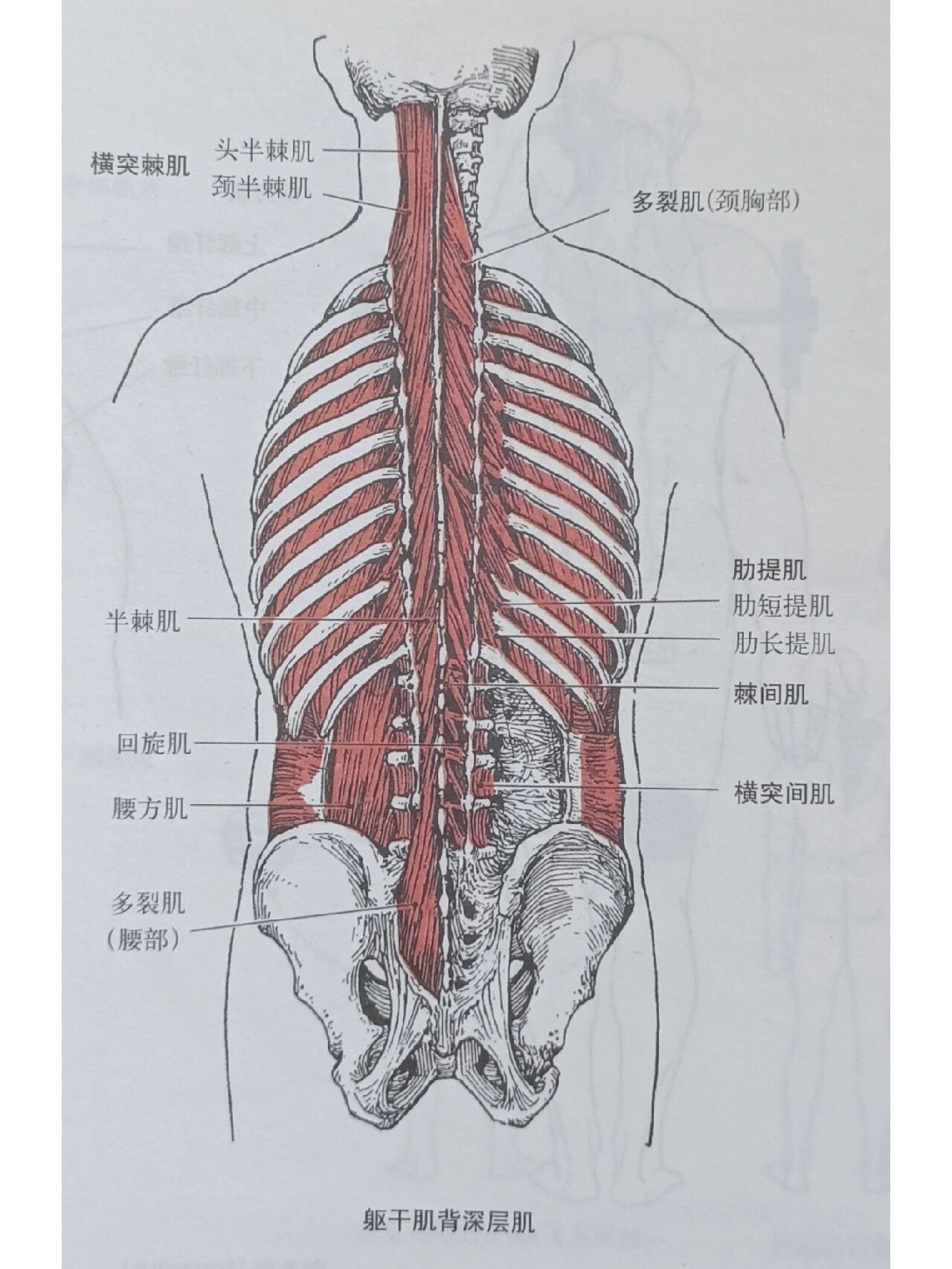 背部肌肉图深层图片