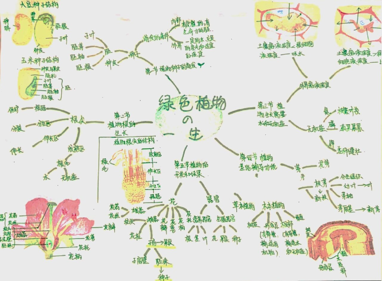 七年级第五章思维导图图片