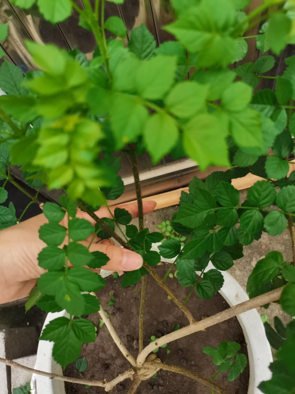 凌霄花小苗修剪 中学语文课本上舒婷的一首《致橡树》中写道:我如果爱