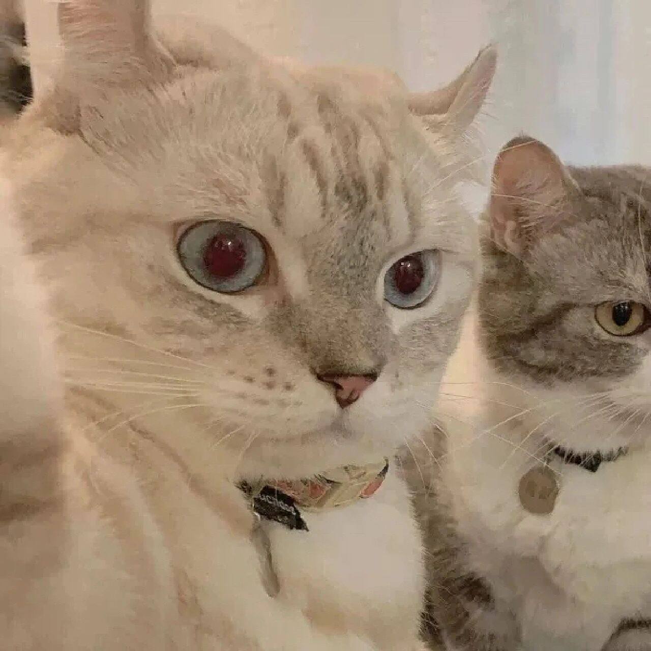 可爱06|猫咪情头|情侣头像| 做个乐观的女孩  保持热爱  永远热枕