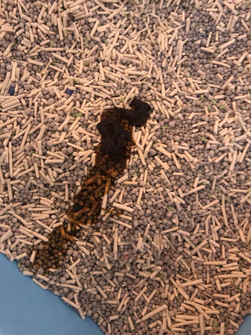 猫瘟第6天.终于拉了粑粑. 今天是第6天.早上的时候看起来一切正常.