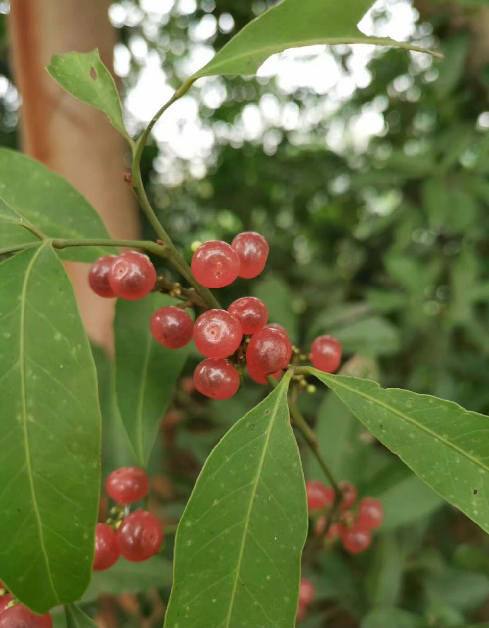 秋日野果|山小橘,晶莹剔透好吃又好看 秋天来了,大家还记得小时候在山