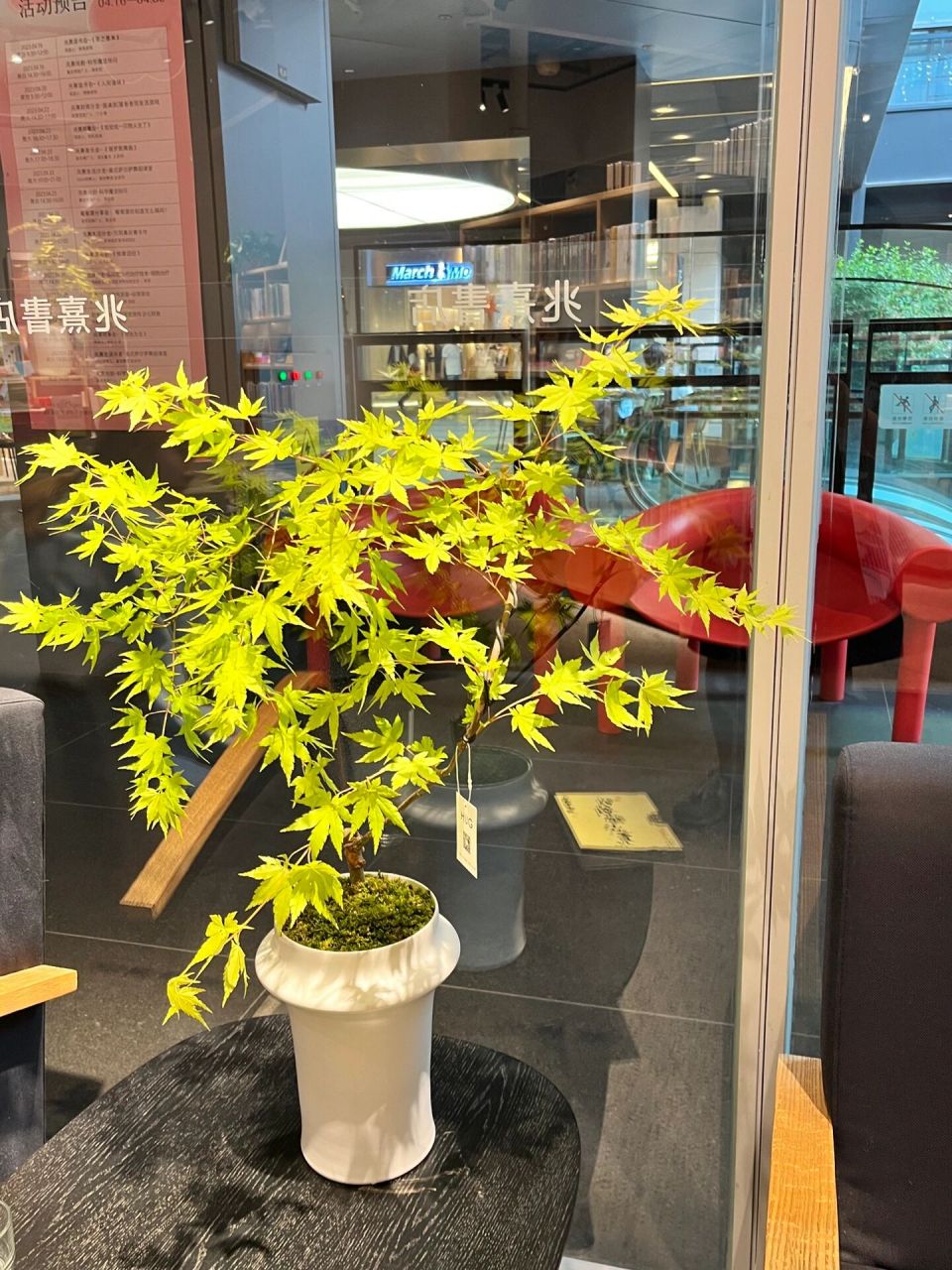 植物推荐|黄金流泉枫 93禅意十足的一款植物,无论是名字还是外形,都